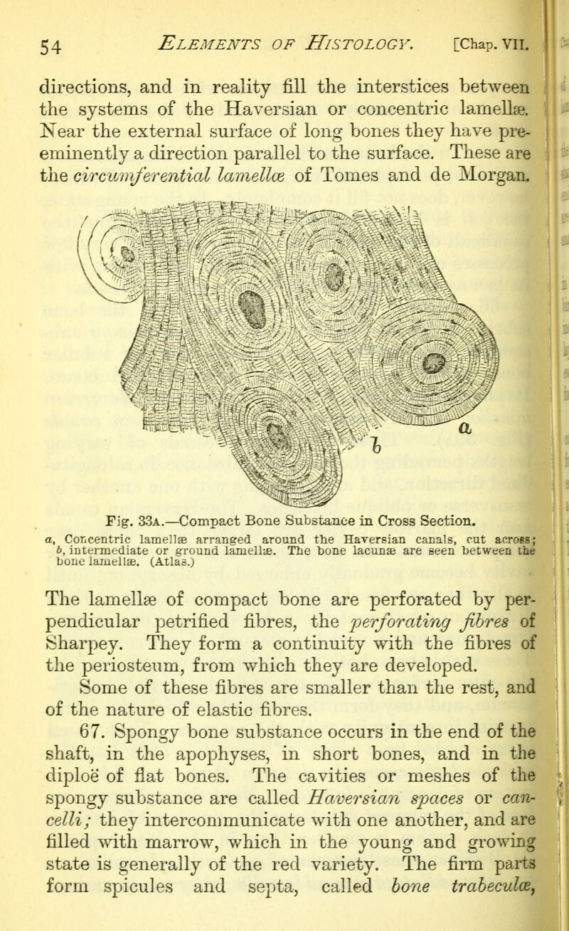 directions, and in reality fill the interstices between the systems of the Haversian or concentric lamellae. Near the external surface of long bones they have pre- eminently a direction parallel to the surface. These are the circuinferential lamellce of Tomes and de Morgan. Fig. 33a.—Compact Bone Substance in Cross Section. a. Concentric lamellae arranged around the Haversian canals, cut across; b, intermediate or ground lamellas. The hone lacunae are seen between the bone lamellae. (Atlas.) The lamellae of compact bone are perforated by per- pendicular petrified fibres, the jjerforating fibres of Sharpey. They form a continuity with the fibres of the periosteum, from which they are developed. Some of these fibres are smaller than the rest, and of the nature of elastic fibres. 67. Spongy bone substance occurs in the end of the shaft, in the apophyses, in short bones, and in the diploe of flat bones. The cavities or meshes of the spongy substance are called Haversian spaces or can- celli; they intercommunicate with one another, and are filled with marrow, which in the young and growing state is generally of the red variety. The firm parts form spicules and septa, called hone traheculce^