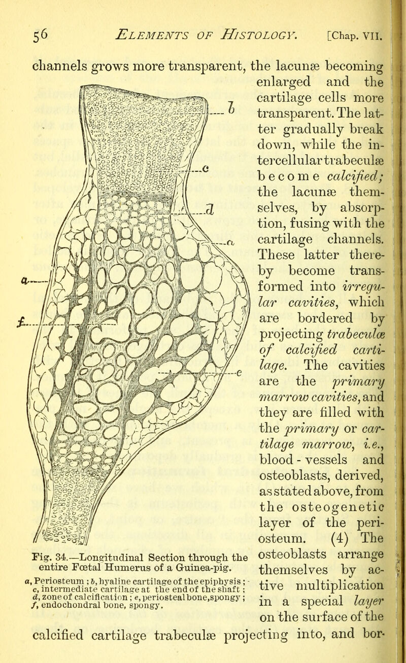 channels grows more transparent, the lacunae becoming enlarged and the cartilage cells more transparent. The lat- ter gradually break down, while the in- tercellular trabeculse become calcified; the lacunae them- selves, by absorp- tion, fusing with the cartilage channels. These latter there- by become trans- formed into irregu- lar cavities, which are bordered by projecting trabeculce of calcified carti- The cavities are the primary marrow cavities, and they are filled with the primary or car- tilage marrow, i.e., blood - vessels and osteoblasts, derived, as stated above, from the osteogenetic layer of the peri- osteum. (4) The osteoblasts arrange themselves by ac- tive multiplication in a special layer on the surface of the calcified cartilage trabeculse projecting into, and bor- Fig. 34.—Longitudinal Section through the entire Fcetal Humerus of a G-uinea-pig. a, Periosteum ; 6, hyaline cartilage of the epiphysis; - c, intermediate carti]aj?e at the end of the shaft; d, zone of calcification \e, periostealbone,spongy; /, endochondral bone, spongy.