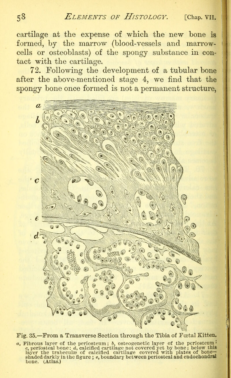 cartilage at the expense of which the new bone is formed, by the marrow (blood-vessels and marrow- cells or osteoblasts) of the spongy substance in con- tact with the cartilage. 72. Following the development of a tubular bone after the above-mentioned stage 4, we find that the spongy bone once formed is not a permanent structure, Fig. 35.—From a Transverse Section tlirougJi the Tibia of Foetal Kitten. «, Fibrous layer of the periosteum; 6, osteogenetic layer of the periosteum 5 c, periosteal hone; d, calcified cartilage not covered yet hy bone; below this layer the trabecule of calcified cartilage covered with plates of bone- shaded darkly in the figure ; e, boundary between periosteal and endochondral bone. (.Atlas.)