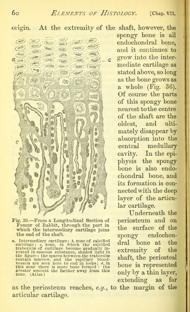 oligin. At the extremity of the & & Fig. 36.—From a Longitudinal Section of Femur of Rabbit, through the part in which the intermediary cartilage joins the end of the shaft. a, Intermediary cartilage ; h, zone of calcified cartilage; c, zone, in which the calcified trabeculge of cartilage become gradually in- vested in osseous substance, shaded light in the figure ; the spaces between the trabeculis contain marrow, and the capillary blood- vessels are seen here to end in loops; d, in this zone there is more bone formed : the greater amount the farther away from this zone. (Atlas.) as the periosteum reaches, e.g.^ to articular cartilage. shaft, however, the spongy bone is all endochondral bone, and it continues to grow into the inter- mediate cartilage as stated above, so long as the bone grows as a whole (Fig. 36). Of course the parts of this spongy bone nearest to the centre of the shaft are the oldest, and ulti- mately disappear by absorption into the central medullary cavity. In the epi- physis the spongy bone is also endo- chondral bone, and its formation is con- nected with the deep layer of the articu- lar cartilage. Underneath the periosteum and on the surface of the spongy endochon- dral bone at the extremity of the shaft, the periosteal bone is represented only by a thin layer, extending as far the margin of the