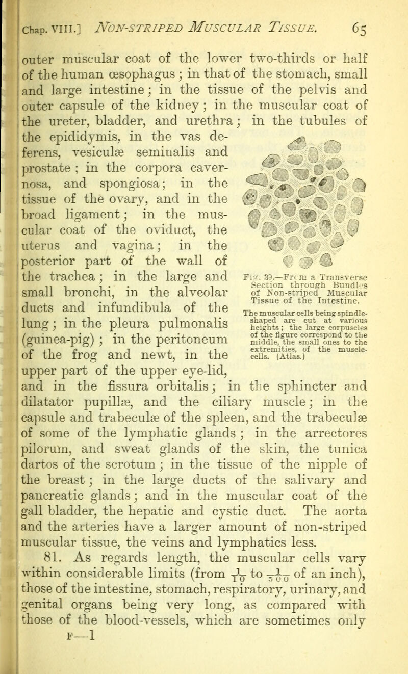 outer muscular coat of the lower two-thircls or half of the human oesophagus ; in that of the stomach, small and large intestine; in the tissue of the pelvis and outer capsule of the kiduey; in the muscular coat of the ureter, bladder, and urethra; in the tubules of the epididymis, in the vas de- ferens, vesiculse seminalis and prostate ; in the corpora caver- nosa, and spongiosa; in the tissue of the ovary, and in the broad ligament; in the mus- cular coat of the oviduct, the uterus and vagina; in the posterior part of the wall of the trachea; in the large and small bronchi, in the alveolar ducts and infundibula of the lung; in the pleura pulmonalis : (guinea-pig) ; in the peritoneum of the frog and newt, in the upper part of the upper eye-lid, and in the fissura orbitalis; in the sphincter and dilatator pupill^e, and the ciliary muscle; in tlje capsule and trabeculse of the spleen, and the trabeculse of some of the lymphatic glands ; in the arrectores pilorum, and sweat glands of the skin, the tunica dartos of the scrotum ; in the tissue of the nipple of the breast; in the large ducts of the salivary and pancreatic glands; and in the muscular coat of the gall bladder, the hepatic and cystic duct. The aorta and the arteries have a larger amount of non-striped muscular tissue, the veins and lymphatics less. 81. As regards length, the muscular cells vary within considerable limits (from to ^i^- of an inch), those of the intestine, stomach, respiratory, urinary, and I genital organs being very long, as compared with < I those of the blood-vessels, which are sometimes only F—1 Y'vi. ... : - -se Section tiv . i .__:.al s of Non-striped Muscular Tissue of the Intestine. he figure correspond to tlie middle, the small ones to the extremities, of the muscle- cells. (Atlas.)