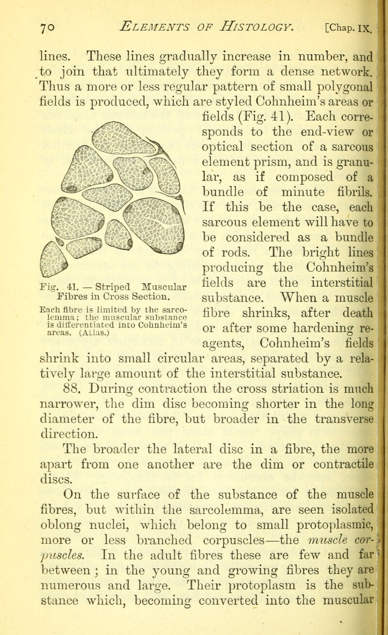 lines. These lines gradually increase in number, and to join that ultimately they form a dense network. Thus a more or less regular pattern of small polygonal fields is produced, which are styled Cohnheim's areas or fields (Fig. 41). Each corre- sponds to the end-view or optical section of a sarcous element prism, and is granu- lar, as if composed of a bundle of minute fibrils. If this be the case, each sarcous element will have to be considered as a bundle of rods. The bright lines producing the Cohnheim's fields are the interstitial substance. When a muscle fibre shrinks, after death or after some hardening re- agents, Cohnheim's fields shrink into small circular areas, separated by a rela- tively large amount of the interstitial substance. 88. During contraction the cross striation is much narroAver, the dim disc becoming shorter in the long diameter of the fibre, but broader in the transverse direction. The broader the lateral disc in a fibre, the more apart from one another are the dim or contractile discs. On the surface of the substance of the muscle fibres, but within the sarcolemma, are seen isolated oblong nuclei, which belong to small protoplasmic, more or less branched corpuscles—the muscle cor- pusdes. In the adult fibres these are few and far between ; in the young and growing fibres they are numerous and large. Their protoplasm is the sub- stance which, becoming: converted into the muscular Fig. 41, — Striped Muscular Fibres in Cross Section. Each fibre is limited the sarco- lemma; the muscular substance is differentiated into Cohnheim's areas. (Atlas.)