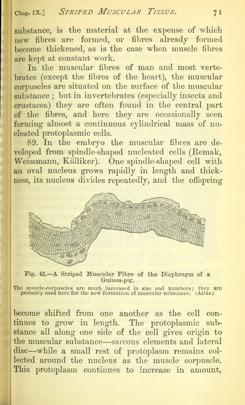 substance, is the material at the expense of which new fibres are formed, or fibres already formed I become thickened, as is the case when muscle fibres are kept at constant work. In the muscular fibres of man and most verte- brates (except the fibres of the heart), the muscular j corpuscles are situated on the surface of the muscular substance ; but in invertebrates (especially insects and Crustacea) they are often found in the central part of the fibres, and here they are occasionally seen forming almost a continuous cylindrical mass of nu- cleated protoplasmic cells. 89. In the embryo the muscular fibres are de- 1 veloped from spindle-shaped nucleated cells (Remak, Weissmann, Kolliker). One spindle-shaped cell with an oval nucleus grows rapidly in length and thick- ness, its nucleus divides repeatedly, and the ofispring Fig. 42.—A Strii^ed Muscular Fibre of the Diapliragm of a The muscle-corpuscles are much increased in size and numl)ers; tliey are probably used here for the new formation of muscular substance. (Atlas.) 1 become shifted from one another as the cell con- [ tinues to grow in length. The protoplasmic sub- stance all along one side of the cell gives origin to i the muscular substance—sarcous elements and lateral I disc—while a small rest of protoplasm remains col- lected around the nucleus as the muscle corpuscle. This protoplasm continues to increase in amount, Guinea-pig.