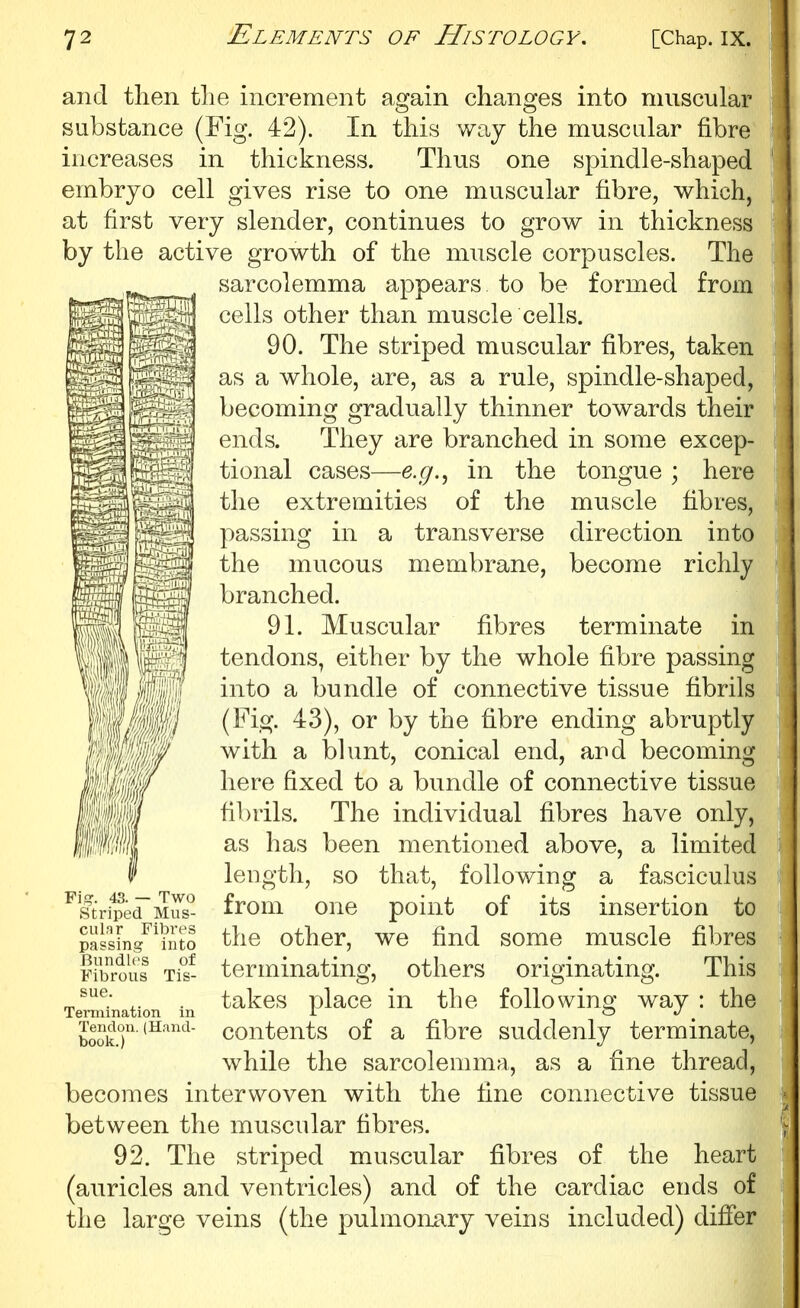 muscle fibres, direction into become richly terminate in and then tlie increment again changes into muscular substance (Fig. 42). In this way the muscular fibre increases in thickness. Thus one spindle-shaped embryo cell gives rise to one muscular fibre, which, at first very slender, continues to grow in thickness by the active growth of the muscle corpuscles. The sarcolemma appears to be formed from cells other than muscle cells. 90. The striped muscular fibres, taken as a whole, are, as a rule, spindle-shaped, becoming gradually thinner towards their ends. They are branched in some excep- tional cases—e.g.^ in the tongue ; here the extremities of the passing in a transverse the mucous membrane, branched. 91. Muscular fibres tendons, either by the whole fibre passing into a bundle of connective tissue fibrils (Fig. 43), or by the fibre ending abruptly with a blunt, conical end, and becoming here fixed to a bundle of connective tissue fibrils. The individual fibres have only, as has been mentioned above, a limited length, so that, following a fasciculus from one point of its insertion to the other, we find some muscle fibres terminating, others originating. This takes place in the following way : the contents of a fibre suddenly terminate, while the sarcolemma, as a fine thread, becomes interwoven with the fine connective tissue between the muscular fibres. 92. The striped muscular fibres of the heart (auricles and ventricles) and of the cardiac ends of the large veins (the pulmonary veins included) differ wm Fi,£? - Two Striped Mus- cular Fibres passing into Bundles of Fibrous Tis- sue. Termination in Tendon. (Hand- book.)