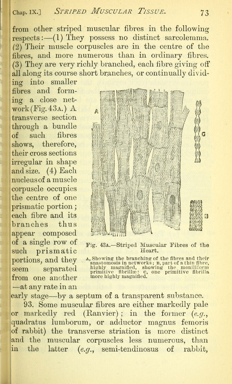 / from other striped muscular fibres in the following respects:—(1) They possess no distinct sarcolemma. (2) Their muscle corpuscles are in the centre of the fibres, and more numerous than in ordinary fibres. (3) They are very richly branched, each fibre giving off all along its course short branches, or continually divid- ing into smaller fibres and form- ing a close net- work (Fig. 43a.) A transverse section through a bundle of such fibres shows, therefore, their cross sections irregular in shape and size. (4) Each nucleus of a muscle corpuscle occupies the centre of one prismatic portion; each fibre and its branches thus appear composed of a single row of such prismatic portions_, and they seem separated from one another —at any rate in an early stage—by a septum of a transparent substance. 93. Some muscular fibres are either markedly pale or markedly red (Ranvier); in the former {e.g.^ quadratus lumborum, or adductor magnus femoris of rabbit) the transverse striation is more distinct and the muscular corpuscles less numerous, than in the latter (e.^., semi-tendinosus of rabbit, Fig. 43a.—Striped Muscular Fibres of the Heart. A, Showing the branching of the fibres and their anastomosis in networks ; b, part of a thin fibre, highly magnified, showing the moniliiorni primitive flbrilliB: c, one primitive flbrilla more highly magnified.