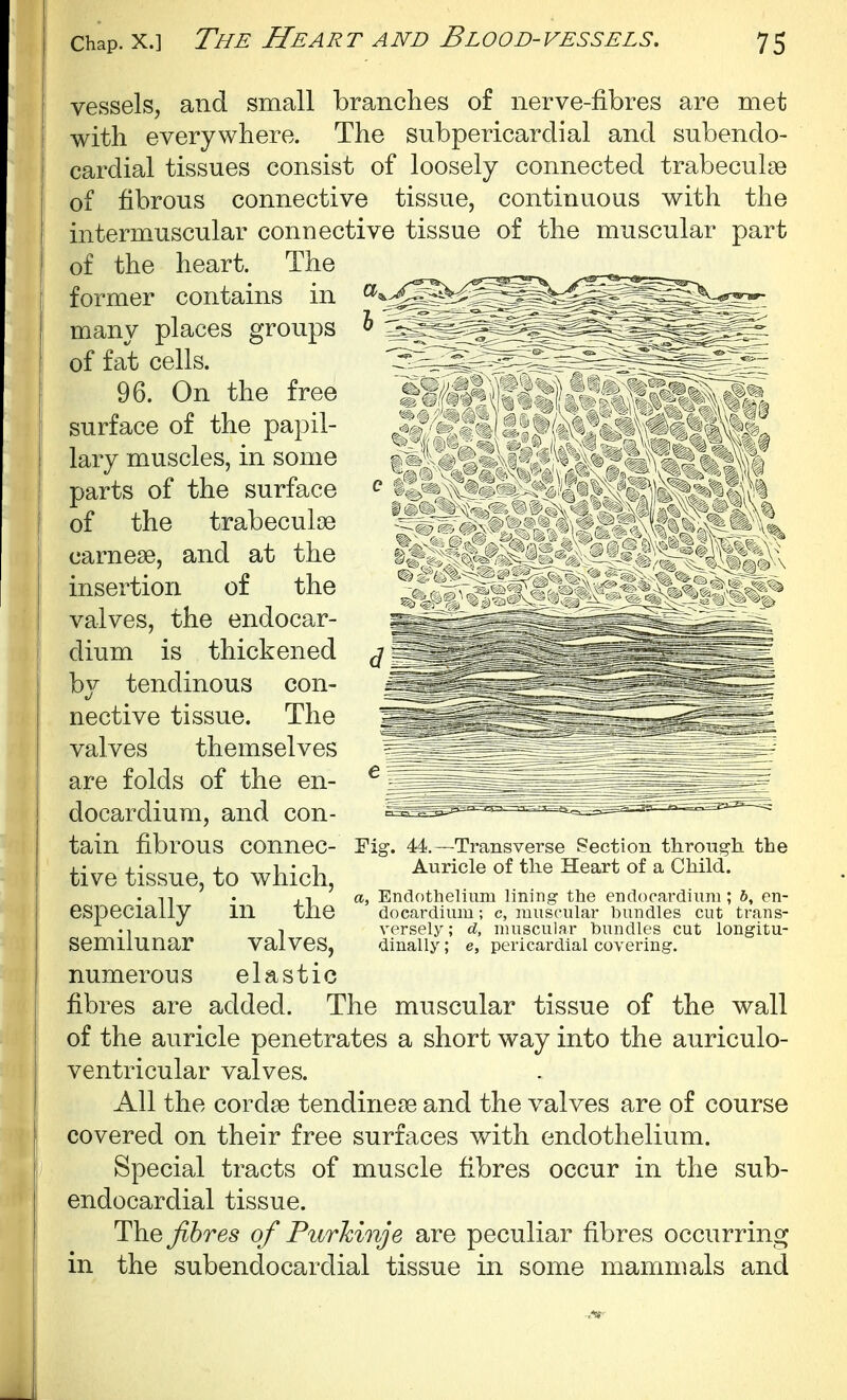 vessels, and small branches of nerve-fibres are met with everywhere. The subpericarclial and subendo- cardial tissues consist of loosely connected trabecul^e of fibrous connective tissue, continuous with the intermuscular connective tissue of the muscular part of the heart. The former contains in many places groups ^ of fat cells. 96. On the free surface of the papil- lary muscles, in some parts of the surface of the trabeculse carnese, and at the insertion of the valves, the endocar- dium is thickened by tendinous con- nective tissue. The valves themselves are folds of the en- docardium, and con- tain fibrous COnneC- Fig. 44.—Transverse Section through the tive tissue, to which, ^^^^ ^ . ll . ,-, a. Endothelium lining the endocardium; 6, en- espeCialiy m tne docardium; c, juuscular bundles cut trans- • 1 I versely; d, muscular bundles cut longitu- Semilunar valves, dlnally; e, pericardial covering. numerous elastic fibres are added. The muscular tissue of the wall of the auricle penetrates a short way into the auriculo- ventricular valves. All the cordse tendinese and the valves are of course covered on their free surfaces with endothelium. Special tracts of muscle fibres occur in the sub- endocardial tissue. The fibres of Purhinje are peculiar fibres occurring in the subendocardial tissue in some mammals and