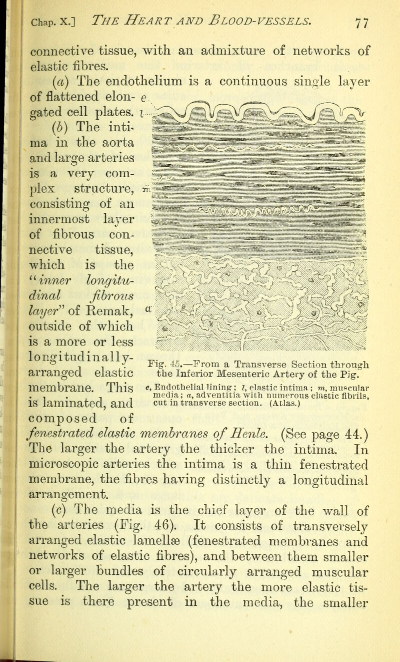 connective tissue, with an admixture of networks of elastic fibres. ici) The endothelium is a continuous single layer of flattened elon- e gated cell plates, i (h) The inti^ ma in. the aorta and large arteries is a very com- plex structure, sr. consisting of an innermost layer of fibrous con- nective tissue, which is the inner longitu- dinal fibrous layer^^ of Remak, outside of which is a more or less longitudinally- arranged elastic membrane. This is laminated, and composed of fenestrated elastic membranes of Henle. (See page 44.) The larger the artery the thicker the intima. In microscopic arteries the intima is a thin fenestrated membrane, the fibres having distinctly a longitudinal arrangement. (c) The media is the chief layer of the wall of the arteries (Fig. 46). It consists of transversely arranged elastic lamellae (fenestrated membranes and networks of elastic fibres), and between them smaller or larger bundles of circularly arranged muscular cells. The larger the artery the more elastic tis- sue is there present in the media, the smaller Fig. ~ a '1.. - , .n through the Inl^rior Mesenteric Artery oi the Pig. e. Endothelial lining; 7, plastic intima,; m, muscular media; ri, adventitia with nuinerous elastic fibrils, cut in transverse sectiou. (Atlas.)