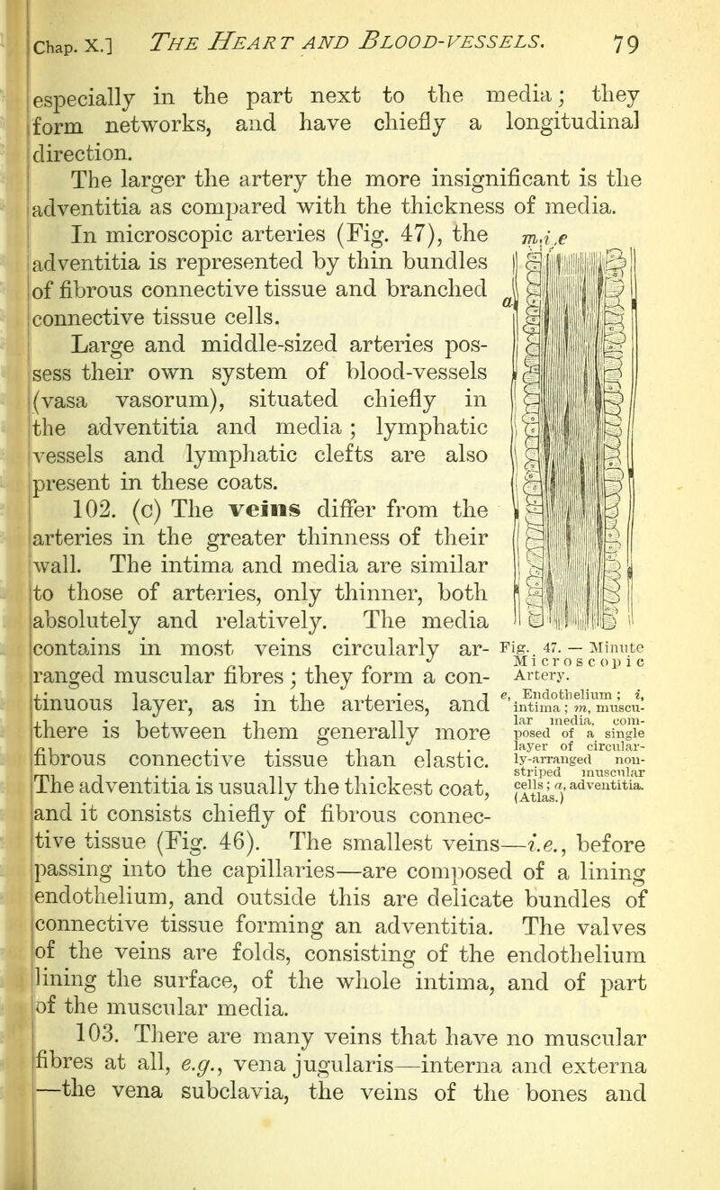 especially in the part next to the media; they iform networks, and have chiefly a longitudinal i direction. The larger the artery the more insignificant is the adventitia as compared with the thickness of media. In microscopic arteries (Fig. 47), the m.? ,6> _ adventitia is represented by thin bundles || pjff''ll'^ie^! of fibrous connective tissue and branched i' ^ I connective tissue cells. Large and middle-sized arteries pos- sess their own system of blood-vessels L | (vasa vasorum), situated chiefly in j' the adventitia and media; lymphatic vessels and lymphatic clefts are also J present in these coats. | 102. (c) The veins difler from the ^ arteries in the greater thinness of their Ij I wall. The intima and media are similar ^ jto those of arteries, only thinner, both ' jabsolutely and relatively. The media 10 , Icontains in most veins circularly ^i-^'^-^ c';: ~ ranged muscular fibres; they form a con- Artery, tinuous layer, as in the arteries, and ^'iiSima?m?miicii- ,1 • 1 1 ii n l^i-r media, coni- tnere is between them sfenerally more posed of a single p.^ ,. ,. ,T 1,. l^^yer of circular- nbrous connective tissue than elastic, ly-arranged nou- ™, -, ... 1 • T striped jnuscnlar ine adventitia is usually the thickest coat, fltfaV')' and it consists chiefly of fibrous connec- itive tissue (Fig. 46). The smallest veins—i.e., before passing into the capillaries—are composed of a lining jendothelium, and outside this are delicate bundles of iconnective tissue forming an adventitia. The valves jof the veins are folds, consisting of the endothelium I lining the surface, of the whole intima, and of part iof the muscular media. j 103. There are many veins that have no muscular fibres at all, e.g., vena jugularis—interna and externa —the vena subclavia, the veins of the bones and . i