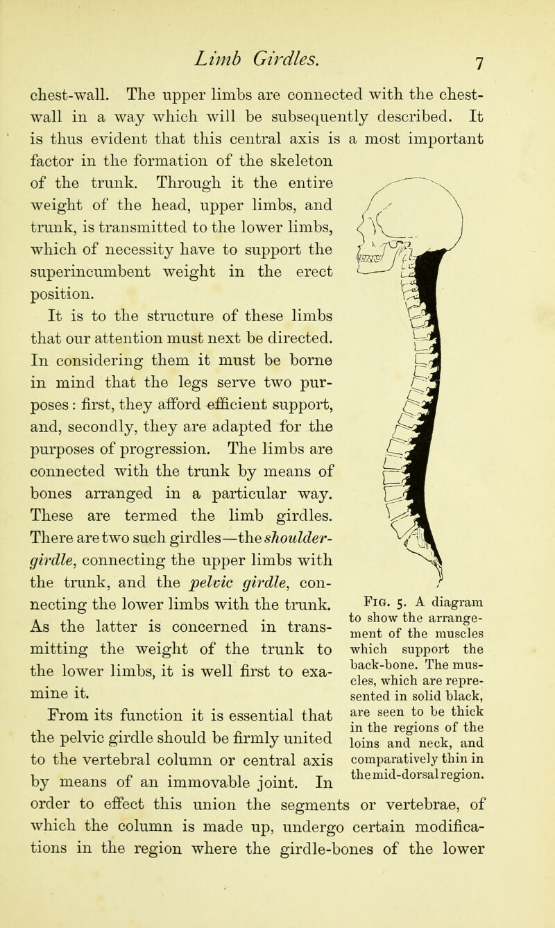 Lhnb Girdles. chest-wall. The upper limbs are connected with the chest- wall in a way which will be subsequently described. It is thus evident that this central axis is a most important factor in the formation of the skeleton of the trunk. Through it the entire weight of the head, upper limbs, and trunk, is transmitted to the lower limbs, which of necessity have to support the superincumbent weight in the erect position. It is to the structure of these limbs that our attention must next be directed. In considering them it must be borne in mind that the legs serve two pur- poses : first, they afford efficient support, and, secondly, they are adapted for the purposes of progression. The limbs are connected with the trunk by means of bones arranged in a particular way. These are termed the limb girdles. There are two such girdles—the shoulder- girdle, connecting the upper limbs with the trunk, and the pelvic girdle, con- necting the lower limbs with the trunk. As the latter is concerned in trans- mitting the weight of the trunk to the lower limbs, it is well first to exa- mine it. From its function it is essential that the pelvic girdle should be firmly united to the vertebral column or central axis by means of an immovable joint. In order to effect this union the segments or vertebrae, of which the column is made up, undergo certain modifica- tions in the region where the girdle-bones of the lower Fig. 5. A diagram to show the arrange- ment of the muscles which support the back-bone. The mus- cles, which are repre- sented in solid black, are seen to be thick in the regions of the loins and neck, and comparatively thin in the mid-dorsal region.