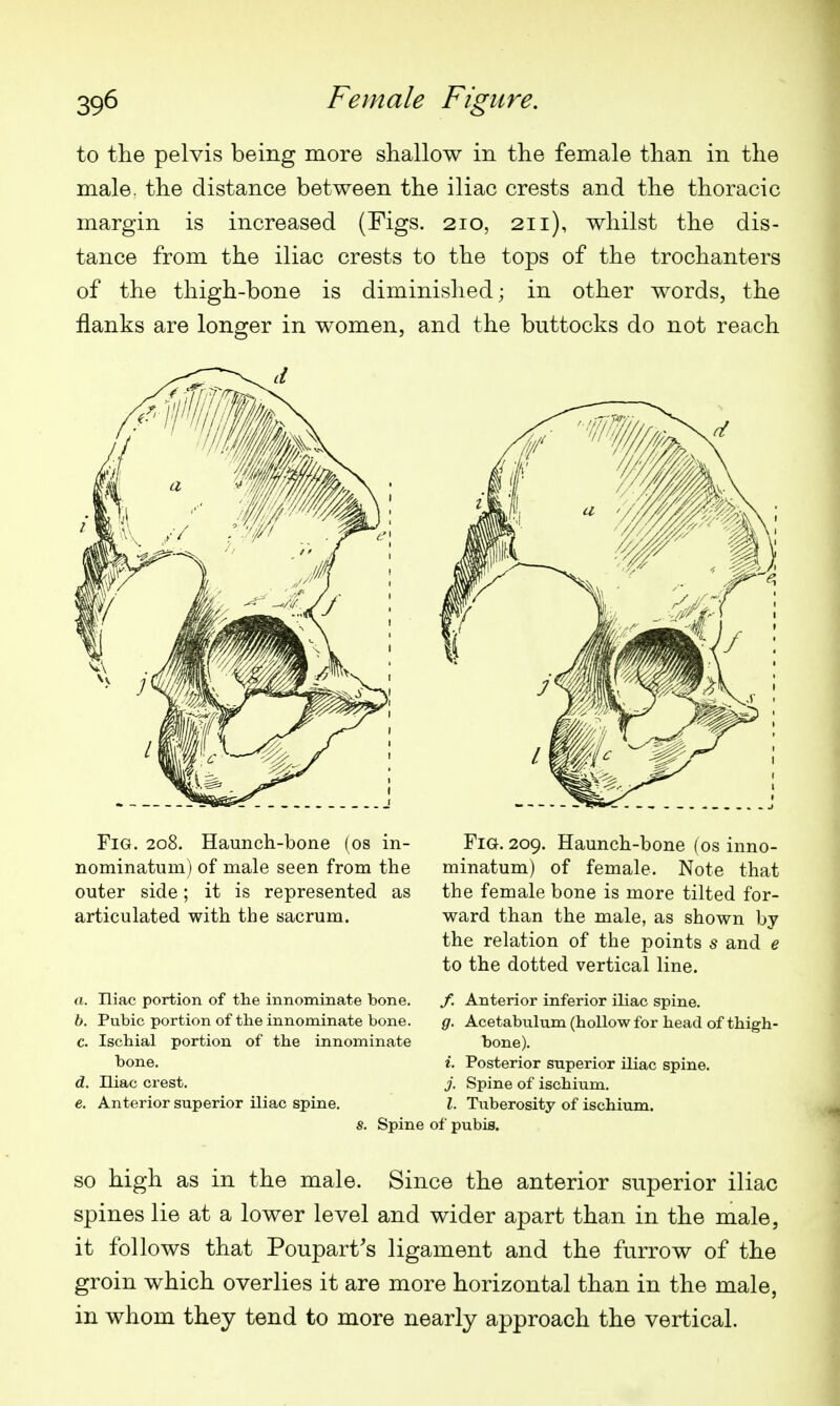 to the pelvis being more shallow in the female than in the male, the distance between the iliac crests and the thoracic margin is increased (Figs. 210, 211), whilst the dis- tance from the iliac crests to the tops of the trochanters of the thigh-bone is diminished; in other words, the flanks are longer in women, and the buttocks do not reach Fig. 208. Haunch-bone (os in- Fig. 209. Hauncli-bone (os inno- nominatum) of male seen from the minatum) of female. Note that outer side ; it is represented as the female bone is more tilted for- articulated with the sacrum. ward than the male, as shown by the relation of the points s and e to the dotted vertical line. a. Iliac portion of the innominate bone. /. Anterior inferior iliac spine. 6. Pubic portion of the innominate bone. g. Acetabulum (hollow for head of thigh- c. Ischial portion of the innominate bone). bone. i. Posterior superior iliac spine. d. niac crest. j. Spine of ischium. c. Anterior superior iliac spine. I. Tuberosity of ischium. s. Spine of pubis. SO high as in the male. Since the anterior superior iliac spines lie at a lower level and wider apart than in the male, it follows that Poupart's ligament and the furrow of the groin which overlies it are more horizontal than in the male, in whom they tend to more nearly approach the vertical.