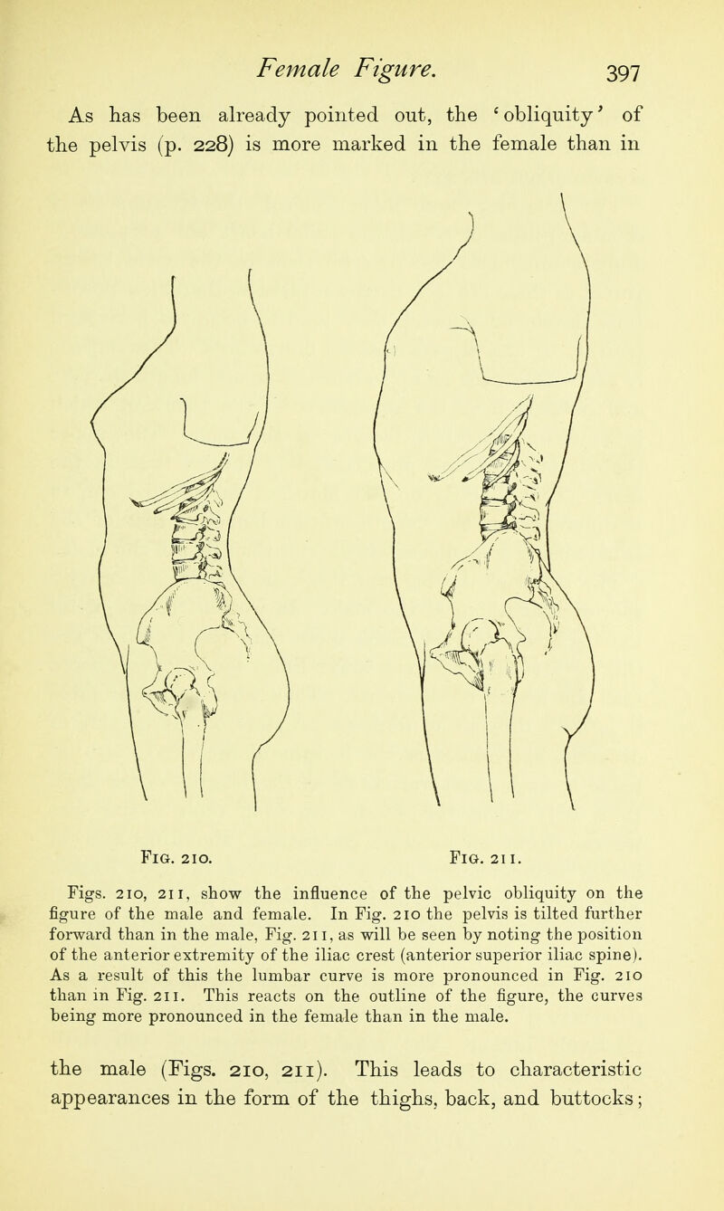 As has been already pointed out, the ' obliquity' of the pelvis (p. 228) is more marked in the female than in Fig. 210. Fig. 211. Figs. 210, 211, show the influence of the pelvic obliquity on the figure of the male and female. In Fig. 210 the pelvis is tilted further forward than in the male, Fig. 211, as will be seen by noting the position of the anterior extremity of the iliac crest (anterior superior iliac spine). As a result of this the lumbar curve is more pronounced in Fig. 210 than in Fig. 211. This reacts on the outline of the figure, the curves being more pronounced in the female than in the male. the male (Figs. 210, 211). This leads to characteristic appearances in the form of the thighs, back, and buttocks;