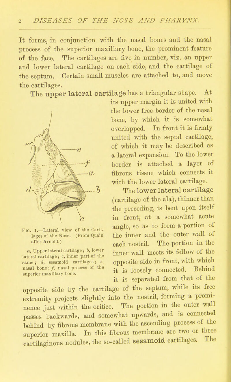 It forms, in conjunction with the nasal bones and the nasal process of the superior maxillary bone, the prominent feature of the face. The cartilages are five in number, viz. an upper and lower lateral cartilage on each side, and tbe cartilage of the septum. Certain small muscles are attached to, and move the cartilages. The upper lateral cartilage has a triangular shape. At its upper margin it is united with the lower free border of the nasal bone, by which it is somewhat overlapped. In front it is firmly united with the septal cartilage, of which it may be described as a lateral expansion. To the lower border is attached a layer of fibrous tissue which connects it with the lower lateral cartilage. The lower lateral cartilage (cartilage of the ala), thinner than the preceding, is bent upon itself in front, at a somewhat acute angle, so as to form a portion of the inner and the outer wall of each nostril. The portion in the inner wall meets its fellow of the opposite side in front, with which it is loosely connected. Behind it is separated from that of the opposite side by the cartilage of the septixm, while its free extremity projects slightly into the nostril, forming a promi- nence just within the orifice. The portion in the outer wall passes backwards, and somewhat upwards, and is connected behind by fibrous membrane with the ascending process of the superior maxilla. In this fibrous membrane are two or three cartilaginous nodules, the so-called sesamoid cartilages. The Fig. 1.—Lateral view of tlie Carti- lages of the Nose. (From Quain after Arnold.) a, Upper lateral cartilage; b, lower lateral cartilage; c, inner part of the same; d, sesamoid cartilages; e, nasal bone; /, nasal process of the superior maxillary bone.