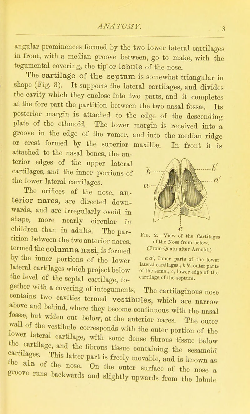 niif in IS igiilar prominences formed by the two lower lateral cartilages : front, with a median groove between, go to make, with the tegumental covering, the tip or lobule of the nose. The cartilage of the septum is somewhat triangular in shape (Fig. 3). It supports the lateral cartilages, and divides the cavity which they enclose into two parts, and it completes at the fore part the partition between the two nasal fosste. Its posterior margin is attached to the edge of the descending plate of the ethmoid. The lower margin is received into a groove in the edge of the vomer, and into the median ridge or crest formed by the superior maxillaj. In front it  attached to the nasal bones, the an- terior edges of the upper lateral cartilages, and the inner portions of the lower lateral cartilages. The orifices of the nose, an- terior nares, are directed down- wards, and are irregularly ovoid in shape, more nearly circular in children than in adults. The par- tition between the two anterior nares, termed the columna nasi, is formed by the inner portions of the lower lateral cartilages which project below the level of the septal cartilage, to- gether with a covering of integuments. The cartilaginous nose contains two cavities termed vestibules, which are narrow above and behind, where they become continuous with the nasal loss^, but widen out below, at the anterior nares. The outer W 1 corresponds with the outer portion of the owei lateral cartilage, with some dense fibrous tissue below h all , I  '^''^^ - ^---^ as Toove . . '''''''' «f *he nose a gioove runs backwards and slightly upwards from the lobule c Fig 2—View of the Cartilages of the Nose from below. (From Quain after Arnold.) a a'. Inner parts of the lower lateral cartilages; b b', outer parts of the same ; c, lower edge of the cartilage of the septum.
