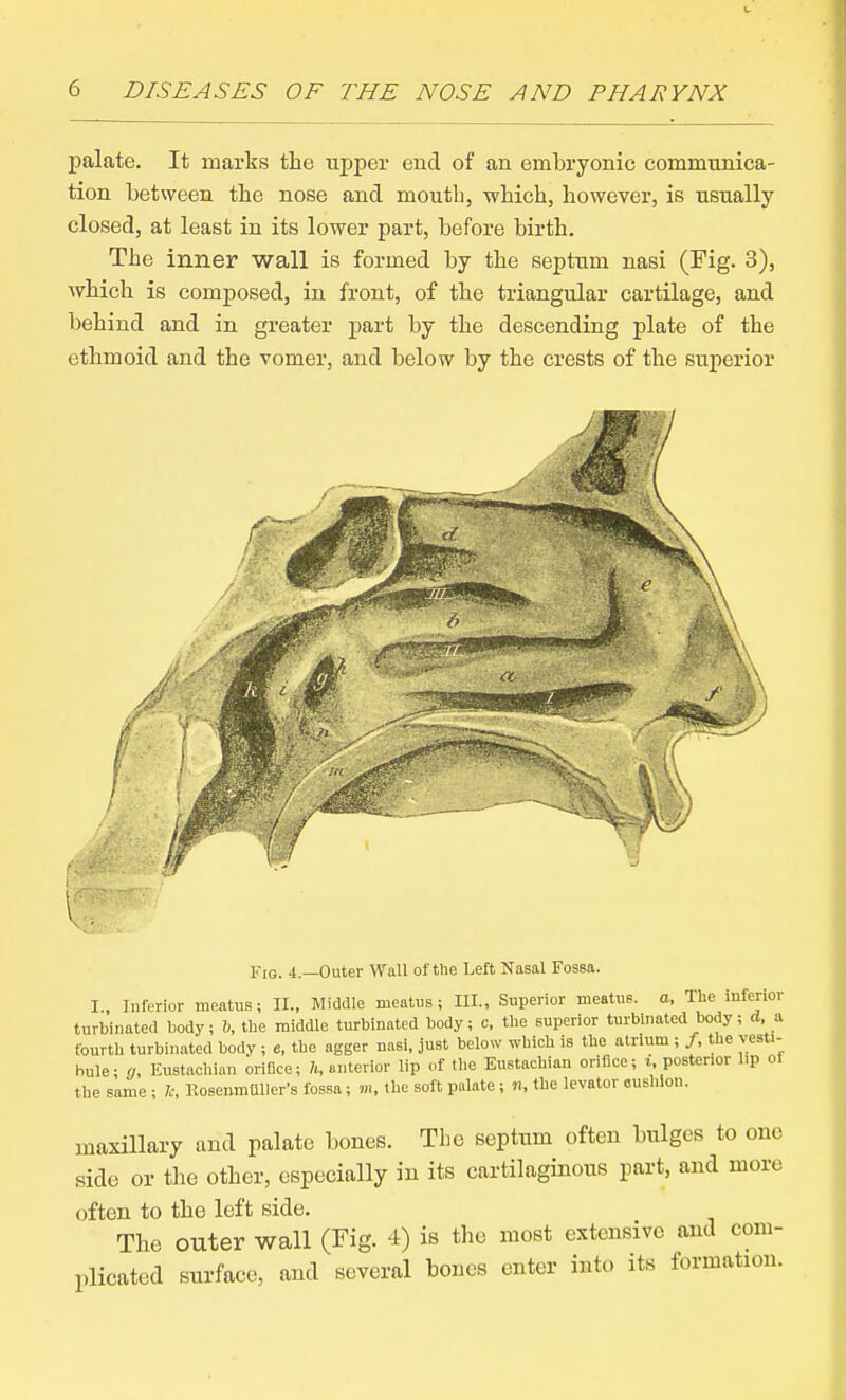 palate. It marks the upper end of an embryonic communica- tion between the nose and mouth, which, however, is usually closed, at least in its lower part, before birth. The inner wall is formed by the septum nasi (Fig. 3), which is composed, in front, of the triangular cartilage, and behind and in greater part by the descending plate of the ethmoid and the vomer, and below by the crests of the superior Fig. 4.—Outer Wall of the Left Nasal Fossa. I, Inferior meatus; II., Middle meatus; III., Superior meatus, a. The inferior turbinated body; b, the middle turbinated body; c, the superior turbinated body; d, a fourth turbinated body ; c, the agger nasi, just below which is the atrium ; /, the vesti- bule; a. Eustachian orifice; K anterior lip of tlie Eustachian orifice; i, posterior hp of the same ; Rosenmtlller's fossa; m, the soft palate; «, the levator cushion. maxillary and palate bones. The septum often bulges to one side or the other, especially in its cartilaginous part, and more often to the left side. The outer wall (Fig. 4) is the most extensive and com- plicated surface, and several bones enter into its formation.