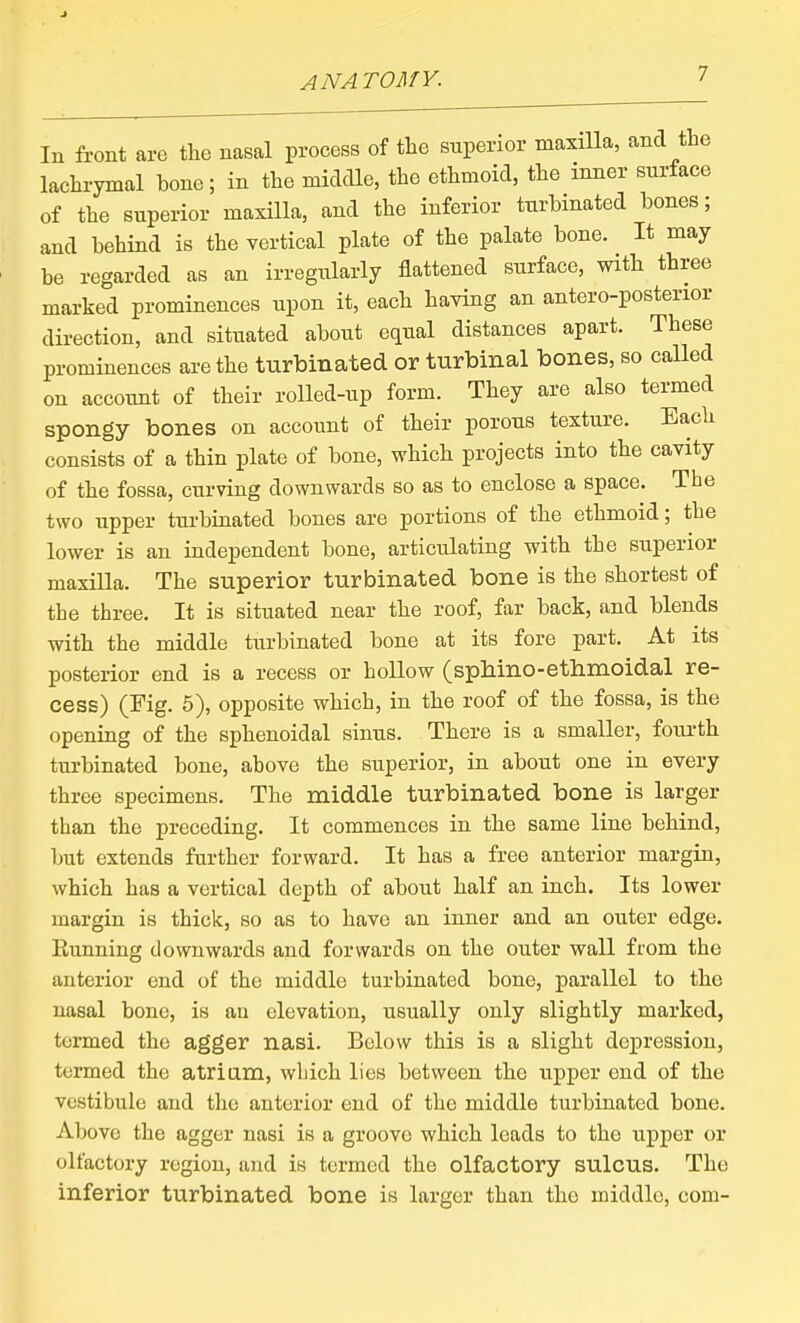 In front are the nasal process of the superior maxilla, and the lachrymal bone; in the middle, the ethmoid, the inner surface of the superior maxilla, and the inferior turbinated bones; and behind is the vertical plate of the palate bone. It may be regarded as an irregularly flattened surface, with three marked prominences upon it, each having an antero-posterior direction, and situated about equal distances apart. These prominences are the turbinated or turbinal bones, so called on account of their rolled-up form. They are also termed spongy bones on account of their porous texture. Each consists of a thin plate of bone, which projects into the cavity of the fossa, curving downwards so as to enclose a space. The two upper turbinated bones are portions of the ethmoid; the lower is an independent bone, articulating with the superior maxilla. The superior turbinated bone is the shortest of the three. It is situated near the roof, far back, and blends with the middle turbinated bone at its fore part. At its posterior end is a recess or hollow (spliino-ethmoidal re- cess) (Fig. 5), opposite which, in the roof of the fossa, is the opening of the sphenoidal sinus. There is a smaller, fourth turbinated bone, above the superior, in about one in every three specimens. The middle turbinated bone is larger than the preceding. It commences in the same line behind, but extends further forward. It has a free anterior margin, which has a vertical depth of about half an inch. Its lower margin is thick, so as to have an inner and an outer edge. Kunning downwards and forwards on the outer wall from the anterior end of the middle turbinated bone, parallel to the nasal bone, is an elevation, usually only slightly marked, termed the agger nasi. Below this is a slight depression, termed the atriam, which lies between the upper end of the vestibule and the anterior end of the middle turbinated bone. Above the agger nasi is a groove which leads to the upper or olfactory region, and is termed the olfactory sulcus. The inferior turbinated bone is larger than the middle, com-