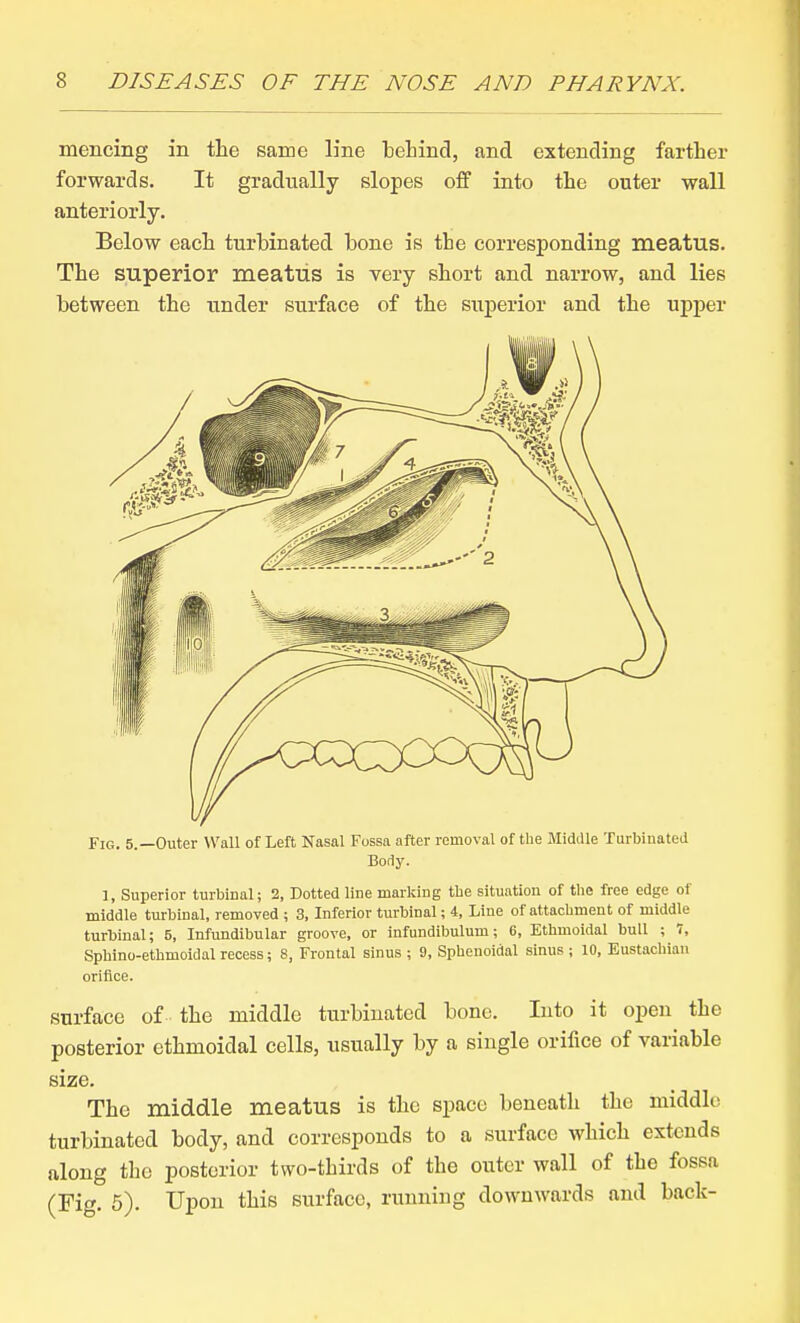 mencing in the same line beLind, and extending farther forwards. It gradually slopes off into the outer wall anteriorly. Below each turbinated bone is the corresponding meatus. The superior meatus is very short and narrow, and lies between the under surface of the superior and the upper Fig. 5.—Outer Wall of Left Nasal Fossa after removal of the Middle Turbinated Body. 1, Superior turbinal; 2, Dotted line mai-king the situation of the free edge of middle turbinal, removed ; 3, Inferior turbinal; 4, Line of attachment of middle turbinal; 5, Infundibular groove, or infundibulum; 6, Ethmoidal bull ; t, Sphino-ethmoidal recess; 8, Frontal sinus ; 9, Sphenoidal sinus ; 10, Eustachian orifice. surface of the middle turbinated bone. Into it open the posterior ethmoidal cells, usually by a single orifice of variable size. The middle meatus is the space beneath the middle turbinated body, and corresponds to a surface which extends along the posterior two-thirds of the outer wall of the fossa (Fig. 5). Upon this surface, running downwards and back-