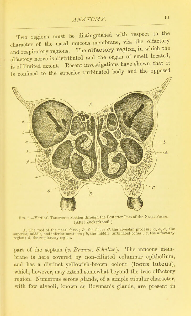 Two regions must be distiagiiished with respect to the character of the nasal mixcous membrane, viz. the olfactory and respiratory regions. The olfactory region, in which the olfactory nerve is distributed and the organ of smeU located, is of limited extent. Eecent investigations have shown that it is confined to the superior turbinated body and the opposed V\r,. 6.—Vertical Transverse Section tlirough the Posterior Part of the Nasal Fossiu. (After Zuckerkandl.) A. The roof of the nasal fossa; B, the floor ; C, the alveolar process ; a, a, a, the superior, middle, and inferior meatuses ; h, the middle turbinated bones ; c, the olfactory region; d, tlie respiratory region. part of the septum {y. Brunns, Schultze). The mucous mem- brane is here covered by non-ciliated columnar epithelium, and has a distinct yellowish-brown colour (locus luteus), which, however, may extend somewhat beyond the true olfactory region. Numerous serous glands, of a simple tubular character, with few alveoli, known as Bowman's glands, are present in