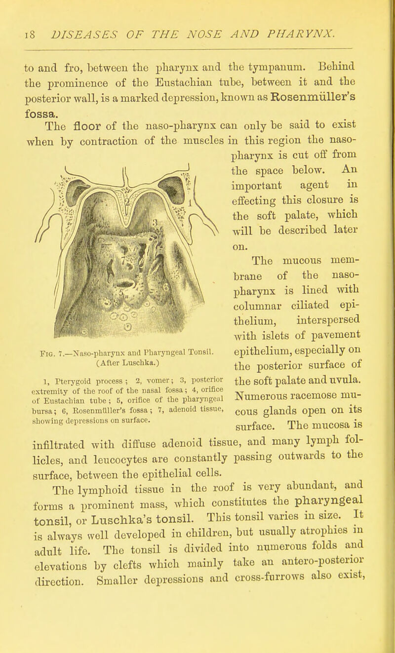 to and fro, between the pharynx and the tympanum. Behind the prominence of the Eustachian tiibe, between it and the posterior wall, is a marked depression, known as Rosenmiiller's fossa. The floor of the naso-pharynx can only be said to exist when by contraction of the muscles in this region the naso- pharynx is cut off from the space below. An important agent in effecting this closure is the soft palate, which will be described later on. The mucous mem- brane of the naso- pharynx is lined with columnar ciliated epi- thelium, interspersed with islets of pavement epithelium, especially on the posterior surface of the soft palate and uvula. Numerous racemose mu- cous glands open on its surface. The mucosa is infiltrated with diffuse adenoid tissue, and many lymph fol- licles, and leucocytes are constantly passing outwards to the surface, between the epithelial cells. The lymphoid tissue in the roof is very abundant, aud forms a prominent mass, which constitutes the pharyngeal tonsil, or Luschka's tonsil. This tonsil varies in size. It is always well developed in children, but usually atrophies m adult life. The tonsil is divided into numerous folds aud elevations by clefts which mainly take an antero-posterior direction. Smaller depressions and cross-furrows also exist. Fig. 7.—Naso-pharynx and Pharyngeal Tonsil. (After Lusohka.) 1, Pterygoid process ; 2, vomer; 3, posterior extremity of the roof of the nasal fossa; 4, orifice of Eustachian tube ; 5, orifice of the pharyngeal bursa; 6, Eosenmiiller's fossa; 7, adenoid tissue, showing depressions on surface.