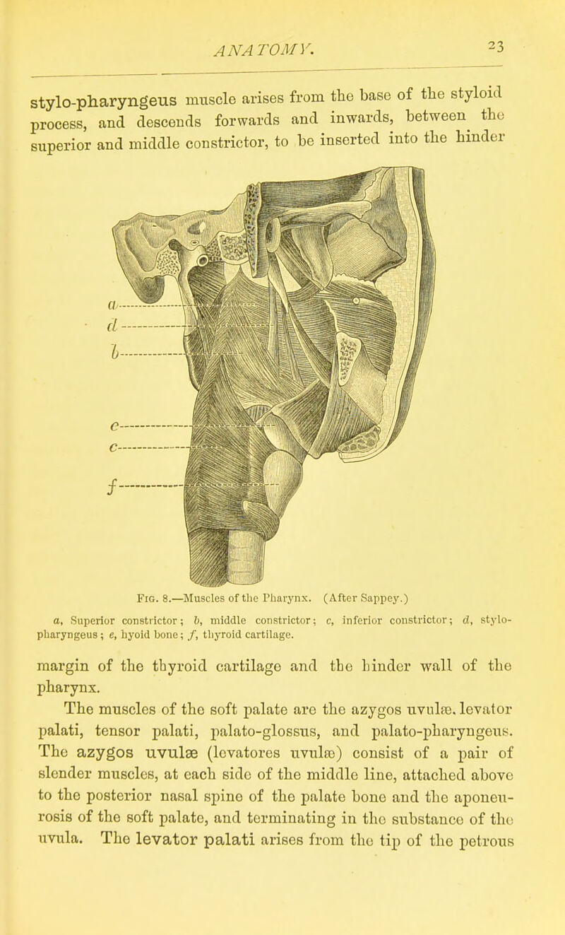 stylo-pharyngeus imisclo arises from the base of the styloid process, and descends forwards and inwards, between the superior and middle constrictor, to be inserted into the hinder Fig. 8.—Muscles of tlie Pharynx. (After Sappey.) a, Superior constrictor; h, middle constrictor; c, inferior constrictor; d, stylo- pharyngeus ; e, liyoid bone; /, tliyroid cartilage. margin of the thyroid cartilage and the hinder wall of the pharynx. The muscles of the soft palate are the azygos nvulfe. levator palati, tensor palati, palato-glossiTS, and palato-pharyngens. The azygos uvulae (levatores nvulte) consist of a pair of slender muscles, at each side of the middle line, attached above to the posterior nasal spine of the palate bone and the aponeu- rosis of the soft palate, and terminating in the substance of the iivula. The levator palati arises from the tip of the petrous