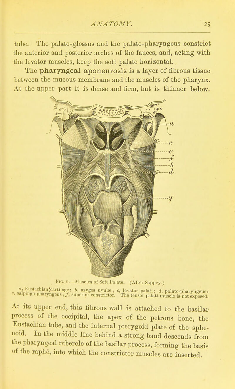 tube. The j)alato-glossiis and the palato-pharyngeiis constrict the anterior and posterior arches of the fauces, and, acting with the levator muscles, keep the soft palate horizontal. The pharyngeal aponeurosis is a layer of fibrous tissue between the mucous membrane and the muscles of the pharynx. At the upper part it is dense and firm, but is thinner below. Fig. 9.—Muscles of Soft Palate. (After Sappey.) « ..^iwf^h'''''''''''''^?' ^y^^ P'^'ati; '2. palato-pharyngeus; «, saipmgo-pharyngcus; /, superior constrictor. The tensor palati muscle is not exposed. At its upper end, this fibrous wall is attached to the basilar process of the occipital, the apex of the petrous bone, the Eustachian tube, and the internal pterygoid plate of the sphe- noid. In the middle line behind a strong band descends from the pharyngeal tubercle of the basilar process, forming the basis of the raphe, into which the constrictor muscles are inserted.