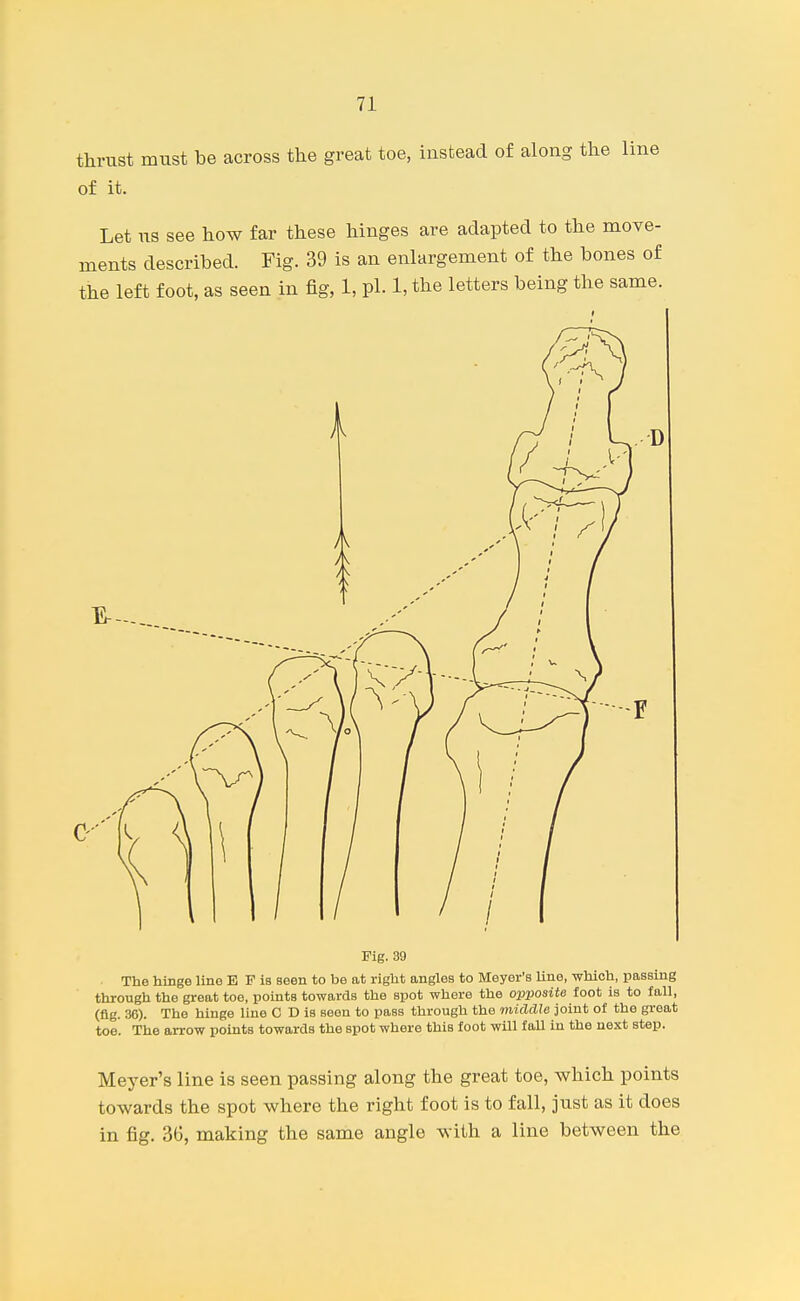 thrust must be across the great toe, instead of along the line of it. Let us see how far these hinges are adapted to the move- ments described. Fig. 39 is an enlargement of the bones of the left foot, as seen in fig, 1, pi. 1, the letters being the same. Pig. 39 The hinge line E P is seen to be at right angles to Meyer's Une, which, passing through the great toe, points towards the spot where the opposite foot is to fall, (fig. 36). The hinge line C D is seen to pass through the middle joint of the great toe. The arrow points towards the spot where this foot will fall in the next step. Meyer's line is seen passing along the great toe, which points towards the spot where the right foot is to fall, just as it does in fig. 36, making the same angle with a line between the