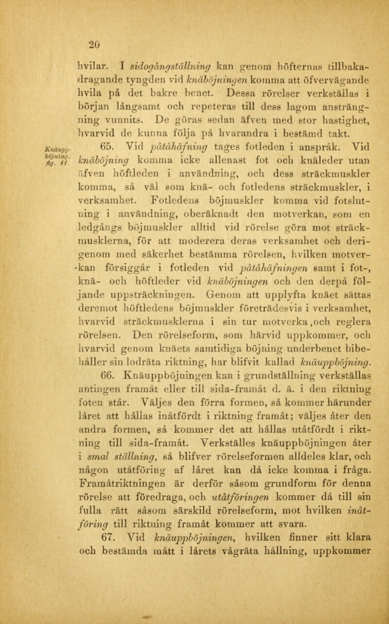 hvilar. I sidogång ställning kan genom höfternas tillbaka- dragande tyngden vid knäböjningen komma att öfvervägande hvila på det bakre benet. Dessa rörelser verkställas i början långsamt och repeteras till dess lagom ansträng- ning vunnits. De göras sedan äfven med stor hastighet, hvarvid de kunna följa på hvarandra i bestämd takt. Enäupp 65. Vid påtåhäfning tages fotleden i anspråk. Vid bftgnuu knäböjning komma icke allenast fot och knäleder utan äfven höftleden i användning, och dess sträckmuskler komma, så väl som knä- och fotledens sträckmuskler, i verksamhet. Fotledens böjrnuskler komma vid fotslut- ning i användning, oberäknadt den motverkan, som en ledgångs böjrnuskler alltid vid rörelse göra mot sträck- musklerna, för att moderera deras verksamhet och deri- genom rned säkerhet bestämma rörelsen, hvilken motver- •kan försiggår i fotleden vid påtåhäfning en samt i fot-, knä- och höftleder vid knäböjningen och den derpå föl- jande uppsträckningen. Genom att upplyfta knäet sättas deremot höftledens böjrnuskler företrädesvis i verksamhet, hvarvid sträckmusklerna i sin tur motverka,och reglera rörelsen. Den rörelseform, som härvid uppkommer, och hvarvid genom knäets samtidiga böjning underbenet bibe- håller sin lodräta riktning, har blifvit kallad knäuppböjning. 66. Knäuppböjningen kan i grundställning verkställas antingen framåt eller till sida-framåt d. ä. i den riktning foten står. Väljes den förra formen, så kommer härunder låret att hållas inåtfördt i riktning framåt; väljes åter den andra formen, så kommer det att hållas utåtfördt i rikt- ning till sida-framåt. Verkställes knäuppböjningen åter i smal ställning, så blifver rörelseformen alldeles klar, och någon utåtföring af låret kan då icke komma i fråga. Framåtriktningen är derför såsom grundform för denna rörelse att föredraga, och utåt/öringen kommer då till sin fulla rätt såsom särskild rörelseform, mot hvilken inåt- färing till riktning framåt kommer att svara. 67. Vid knäuppböjningen, hvilken finner sitt klara och bestämda mått i lårets vågräta hållning, uppkommer