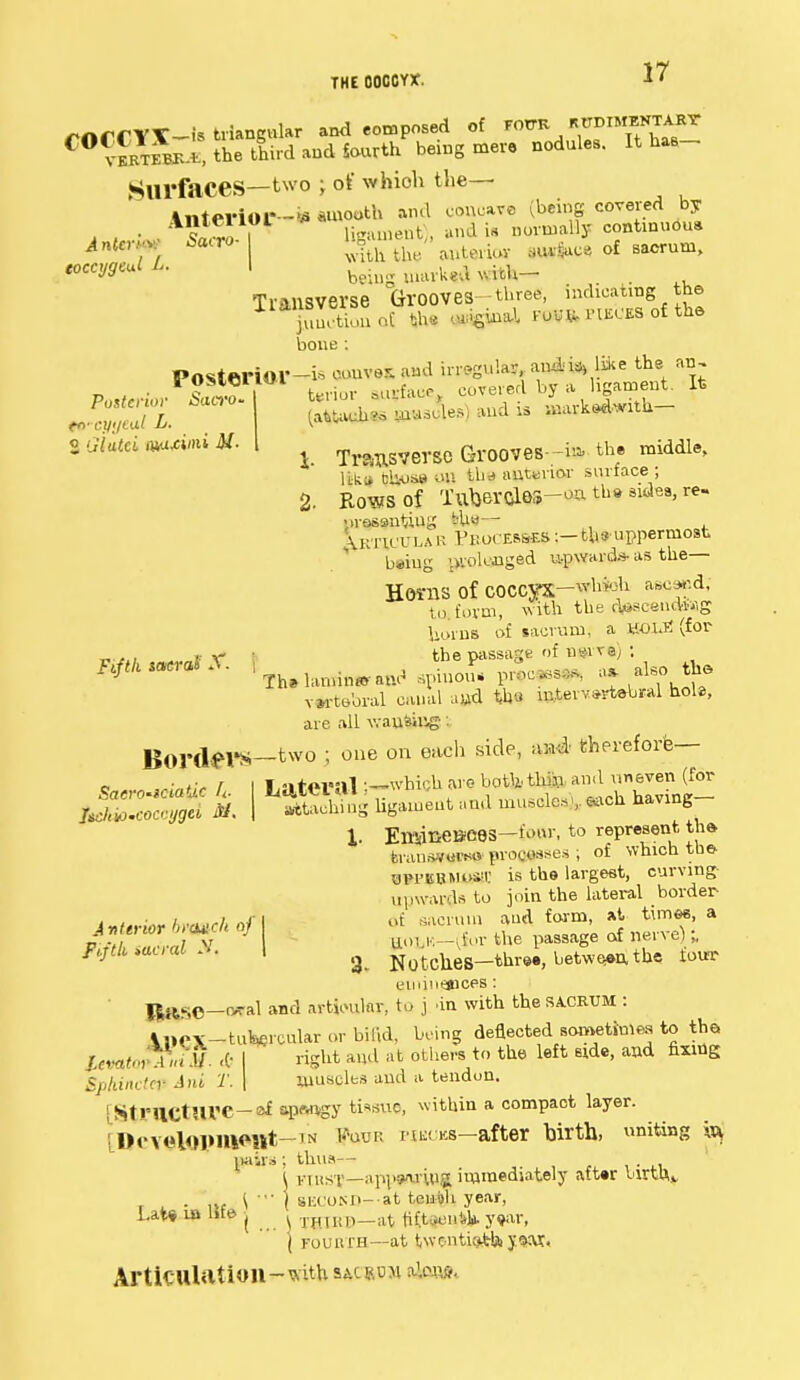 THE OOOOYX. rOCCYT-is triangular and .opposed of ^/^TThL- CO verteVe, the third and fourth being men nodules. It has- Surfaces—two ; of whioh the— Interior-* smooth aml coaoa™ (beil^ cove! y , ,„.;,,. SaST ligament , and is normally continuous 4n«erw *<*ro blithe auterios M*u» of sacrum, coccygeal L. I being mai-ke-.W-itU- Transverse Grooves- three, indicating the junction aC the WigM roU W HECES of the bone : Posterior-* wtm W»d irwgula*, uiAfetike the an, 2 <*wW Transverse Grooves -i» th- middle, ilka C><us» on tb<» anttnor surface ; 2. Rowsof Tubercl03-oa tha Bides, re- \>re69uUu« — Xktutla k Vkocerses:—ths uppermost being j^.'ol«ngad upward* as the— Horns of coccyx-^1 ase^d, tu form, with the O^aceuair.g liorns of sacrum, a HOLE (for ..y ) the passage of nerve) : JF^«~»A. * apiuouT pjop^ - also the vertebral canal aad ttW intervertebral hole, are all v.auaing i Borders—two j one on each side, asft therefore— • . • f |i -.foi.nl -—which arc bott'tluj.i and uneven (for SaerO'iCiattc h- MLtW-l1,1 ' . ' , A™ . ,..„ii having fJ*>.coccygd itf. | fctachi ng hgament a ud muscles V »<* having 1. ErftitieBOes—four, to represent the, bi-ana«WHQ processes ; of which the- oin'KUMoiM: is the largest, curving upwards to join the lateral border i / j- i ,it sacrum aud form, at times, a *TZJ*V J tiZn& *e passage of nerve);, p.fthum-al S, I 3 j^^es-three, between the four eminences : ||^Se—cwal and articular, to j 'in with the sacrum : LncX-tulnercular or bifid, Wing deflected sometimes to the UmSmH- <b I riskt aud at others t0 the left 6lde' and s Sphinctep Ani T. \ muscles aud a tendon. StrUCtUVC-af ajMWgy tissue, within a compact layer. ! Development-™ BWr riKCKs—after birth, uniting pairs; thus— i kiust—appwiug immediately after Urta.v . . 1)c \  | second- at teubh year, Lat« ia lite | . T¥IBB_at tiftiwiiit year, \ fourth—at twentieth) J9M, Articulation-with b&c rum abm