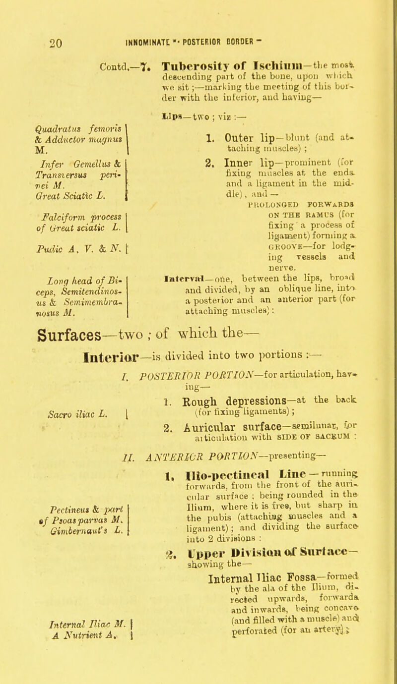 Contd.—7. Quadratus femoris & Adductor mugnus M. Infer Gemellus &, Transients peri- nei M. Great Sciatic L. Falciform process I of Oreat sciatic L. \ Pv.dk A. V. & N. \ Long head of Bi- ceps, Semitendinos- us & Semimembra- nosus Al. Tuberosity of Ischium—tie mosi descending part of the bone, upon which we sit;—marking tbe meeting of this bor- der with the inferior, and having— I«P»— two ; viz :— 1. (and at- 2. Outer lip—blunt taching mu-iules) ; Inner lip—prominent (for fixing muscles at, tbe ends, and a ligament in the mid- dle) , and — I'liOLONOED 70RWARD3 ON THE RAMI'S (for fixing' a process of ligament) forming a groove—for lodg- ing vessels and. nerve. between the lips, broad by an oblique line, into a posterior and an anterior part (for attaching muscles): Interval—one, and divided Surfaces—two ; of which the— Interior—is divided into two portions :— Sacro iliac L. [ I. POSTERIOR PORTION—iov articulation, hav- ing— 1. Kough depressions—at the back (ior fixing ligaments); 2. Auricular surface—semilunar, £or aiticulation with side of sacsum : ANTERIOR PORTION— presenting— Peetineus & part •/ Psoas parvas M. Gimbernaut's L. Internal Iliac M. | A Nutrient A. | 1. Hio-pectiiieal Line — running, forwards, from the front of the aurU cular surface ; being rounded in the Ilium, where it is ires, but sharp ia the pubis (attaching muscles and a ligament); and dividing the surface- into 2 divisions : 3. Upper Diviskm Of Surface- showing the— Internal Iliac Fossa-formed by the ala of the Ilium, di- rected upwards, forward* and inwards, being concave (and filled with a muscle) audi perforated (for an artery} ;