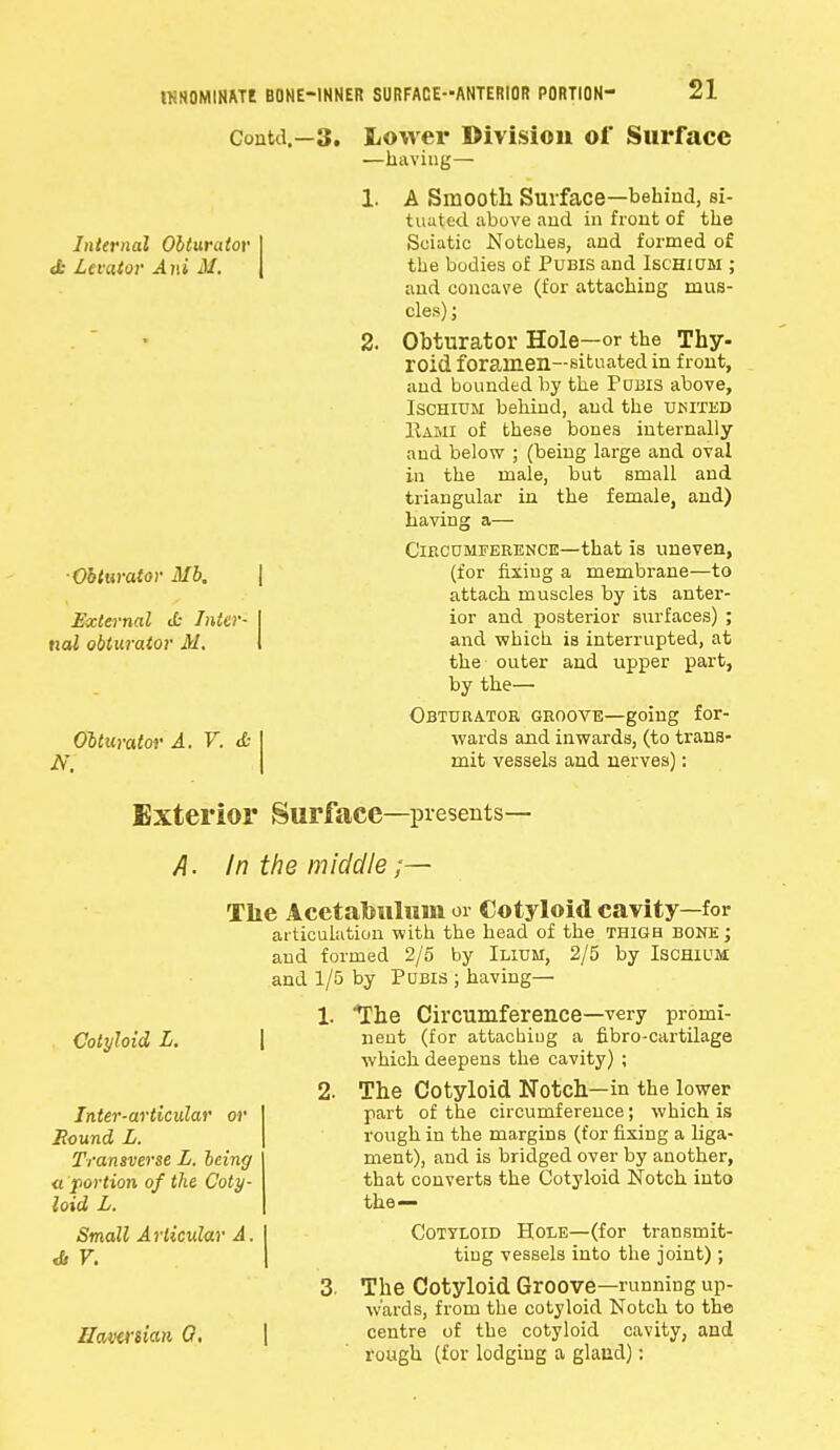 l> NOMINATE BONE-INNER SURFACE-ANTERIOR PORTION- Internal Obturator cfc Levator Ani M. ■Obturator Mb. External <k Inter- nal obturator JM. A. Obturator A. V. & Coutd.—3. Lower Division of Surface —having— 1. A Smooth Surface—behind, si- tuated above and in front of the Sciatic Notches, and formed of the bodies of Pubis and Ischium ; and concave (for attaching mus- cles) ; 2. Obturator Hole—or the Thy- roid foramen—situated in front, and bounded by the PUBIS above, Ischium behind, and the united Hash of these bones internally and below ; (being large and oval in the male, but small and triangular in the female, and) having a— Circumference—that is uneven, (for fixing a membrane—to attach muscles by its anter- ior and posterior surfaces) ; and which is interrupted, at the outer and upper part, by the— Obturator groove—going for- wards and inwards, (to trans- mit vessels and nerves): Exterior Surface—presents— A. In the middle;— The Acetabulum or Cotyloid cavity—for articulation with the head of the thigh bone ; and formed 2/5 by Ilium, 2/5 by Ischium and 1/5 by Pubis ; having— 1. The Circumference—very promi- nent (for attachiug a fibro-cartilage which deepens the cavity) ; 2. The Cotyloid Notch—in the lower part of the circumference; which is rough in the margins (for fixing a liga- ment), and is bridged over by another, that converts the Cotyloid Notch into the— Cotyloid Hole—(for transmit- ting vessels into the joint) ; 3. The Cotyloid Groove—running up- wards, from the cotyloid Notch to the centre of the cotyloid cavity, and rough (for lodging a glaad): Cotyloid L. Inter-articular or Bound L. Transverse L. being a portion of the Coty- loid L. Small Articular A. Haversian G.