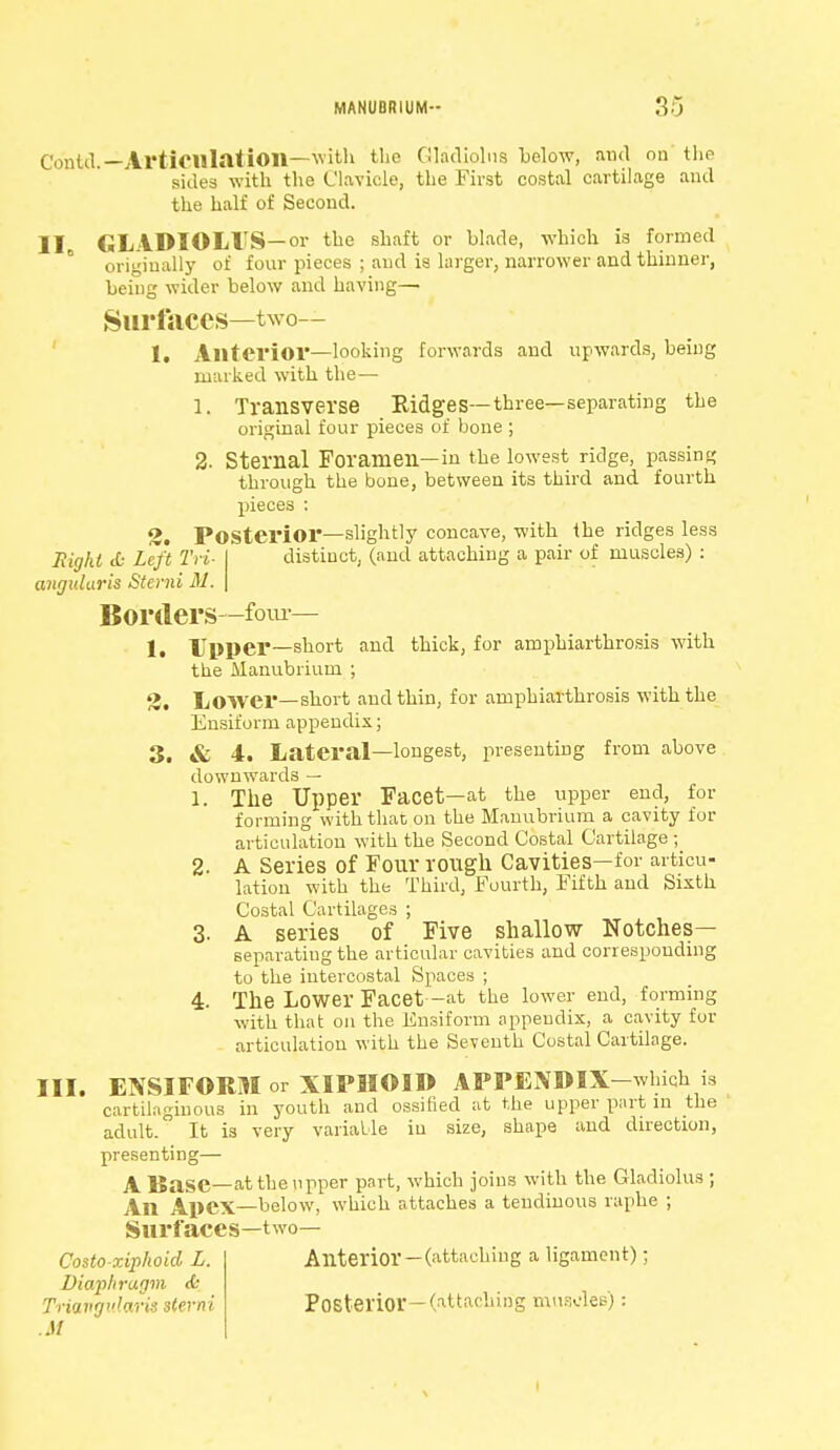 MANUBRIUM- S''J Contd.—Articulation—with the Gladiolus below, and on the sides with the Clavicle, the First costal cartilage and the half of Second. II GLADIOLI'S—or the shaft or blade, which is formed originally of four pieces ; and is larger, narrower and thinner, being wider below and having— Surfaces—two-- 1. Anterior—looking forwards and upwards, being marked with the— 1. Transverse Ridges—three—separating the original four pieces of bone ; 2. Sternal Foramen—in the lowest ridge, passing through the bone, between its third and fourth pieces : 2. Posterior—slightly concave, with the ridges less Right & Left Tri- distinct, (and attaching a pair of muscles) : anguluris Sterni M. Borders—four— 1, Upper—short and thick, for amphiarthrosis with the Manubrium. ; 3. Lower—short and thin, for amphiarthrosis with the Ensiform appendix; 3. & 4. Lateral—longest, presenting from above downwards — 1. The Upper Facet—at the upper end, for forming with that on the Manubrium a cavity for articulation with the Second Costal Cartilage ; 2. A Series of Four rough Cavities—for articu- lation with the Third, Fourth, Fifth and Sixth Costal Cartilages ; 3. A series of Five shallow Notches- separating the articular cavities and corresponding to the intercostal Spaces ; 4. The Lower Facet -at the lower end, forming with that on the Ensiform appendix, a cavity for articulation with the Seventh Costal Cartilage. III. ENSIFORM or XIPHOID APPENDIX—which is cartilaginous in youth and ossified at the upper part in the adult. It is very variable in size, shape and direction, presenting— A Base—at the upper part, which joins with the Gladiolus ; An Apex—below, which attaches a tendinous raphe ; Surfaces—two— Costo-xipkoid L. Anterior—(attaching a ligament); Diaphragm & Triangularis sterni Posterior - (attaching muscles): M