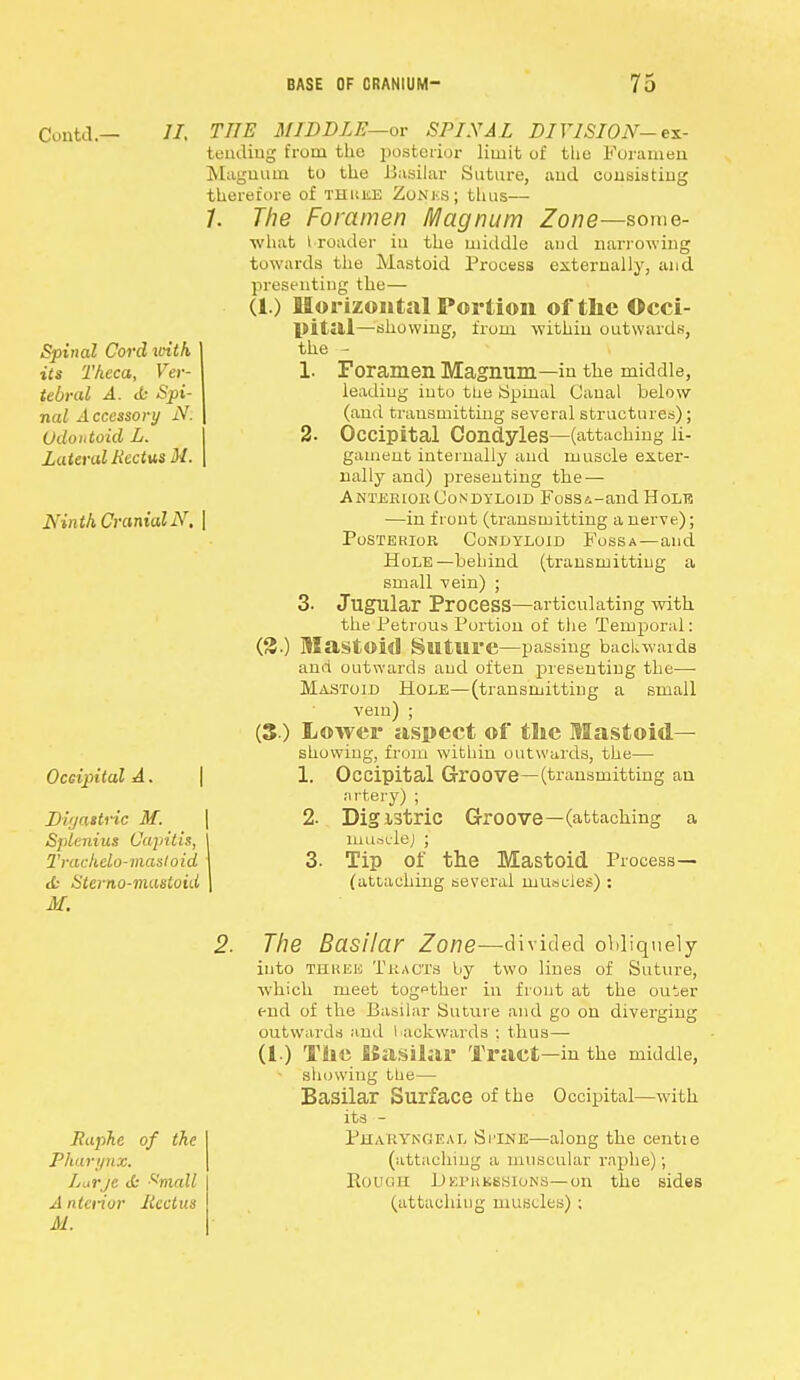 Contd.— II. Spinal Cord icith its Theca, Ver- tebral A. tfc Spi- nal Accessory N: Odontoid L. Lateral Rectus M. Ninth Cranial N, Occipital A. Di'jastnc M. Splenitis Capitis, 2'rachelo-masloid tfc Sterno-mastoid M. THE MIDDLE—or SPIXAL DIVISI ON- ex- tending from the posterior limit of the Foramen Magnum to the Basilar Suture, aud consisting therefore of THititE Zonks; thus— 7. The Foramen Magnum Zone—some- what l roader iu the middle and narrowing towards the Mastoid Process externally, and presenting the— (1.) Horizontal Portion of the Occi- pital—showing, from within outwards, the - 1. Foramen Magnum—in the middle, leading into the Spinal Canal below (and transmitting several structures); 2. Occipital Condyles—(attaching li- gament internally and muscle exter- nally and) presenting the — Anterior Condyloid Fossi-aud Hole —in front (transmitting a nerve); Posterior Condyloid Fossa—and Hole—behind (transmitting a small vein) ; 3. Jugular Process—articulating with. the Petrous Portion of the Temporal: (3.) Mastoid §lltlire—passing backwards and outwards aud often presenting the—- Mastoid Hole—(transmitting a small vein) ; (3 ) Lower aspect of the Mastoid— showing, from within outwards, the— 1. Occipital Groove—(transmitting an artery) ; 2. Digistric Groove—(attaching a musclej ; 3. Tip of the Mastoid Process— (attaching several muscles) : Raphe of the Pharynx. Lulvjc tfc Xmall A nterior Rectus M. The Basilar Zone—divided obliquely into THiiEU Tracts by two lines of Suture, which meet together in front at the outer end of the Basilar Suture and go on diverging outwards and backwards ; thus— (1.) The Basilar Tract—in the middle, showing tue— Basilar Surface of the Occipital—with. its - Pharyngeal Stink—along the centie (attaching a muscular raphe); Rough Depressions— on the sides (attaching muscles) ;