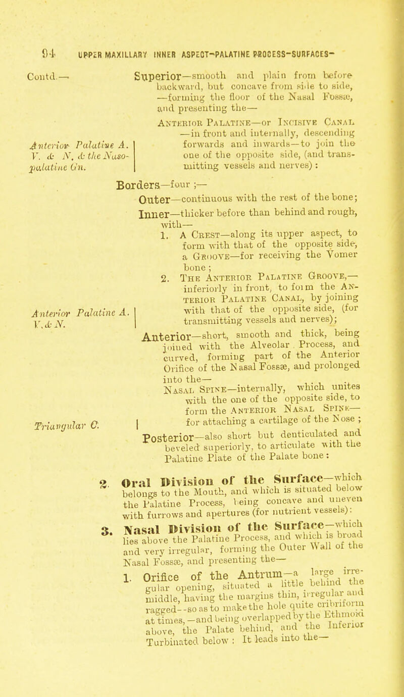 S4 UPPiR MAXILLARY INNER ASPECT-PALATINE PROCESS-SURFACES Contd.— Superior—smooth a,ul plain from before backward, but concave from sMe to side, —forming the floor of the Nasal Fossae, and presenting the— Anterior Palatine—or Incisive Canal —in front and internally, descending Anterior- Pulutive A. forwards and inwards—to join the- V. <t N. <0 the Naso- one of the opposite side, (and trans- gulatine O'n. mitting vessels and nerves): Borders—four ;— Outer—continuous with the rest of the bone; Inner—thicker before than behind and rough, with— 1. A Crest—along its upper aspect, to form with that of the opposite side, a Groove—for receiving the Vomer bone ; 2. The Anterior Palatine Groove,— inferiorly in front, to foim the An- terior Palatine Canal, by joining Anterior Palatine A. I with that of the opposite side (for y £ ±y transmitting vessels aud nerves); Anterior—short, smooth and thick, being joined with the Alveolar Process, and curved, forming part of the Anterior Orifice of the IS asal Fossae, aud prolonged into the— Nasal Spine—internally, which unites with the one of the opposite side, to form the Anterior Nasal Spink— Triangular C. I for attaching a cartilage of the Nose ; Posterior—also short but denticulated and beveled superiorly, to articulate with the Palatine Plate of the Palate bone : 2 Oral Division of the Surface-wbich belongs to the Mouth, and which is situated below the Palatine Process, being concave aud uneven with furrows and apertures (for nutrient vessels): 3. Nasal Division of the Surfacerwhioh * liefabove the Palatine Process, and which is broad and very irregular, forming the Outer Wall of the Nasal Fossae, and presenting the— 1. Orifice of the Antrumra large irre- 1 gular opening, situated a little behind the middle/having the margins thin, irregular and rigged!-so as to make the hole quite cribriform aufmes, -and being overlapped by the LthmoK! above, the Palate behind, and the Infuior Turbinated below : It leads into the—