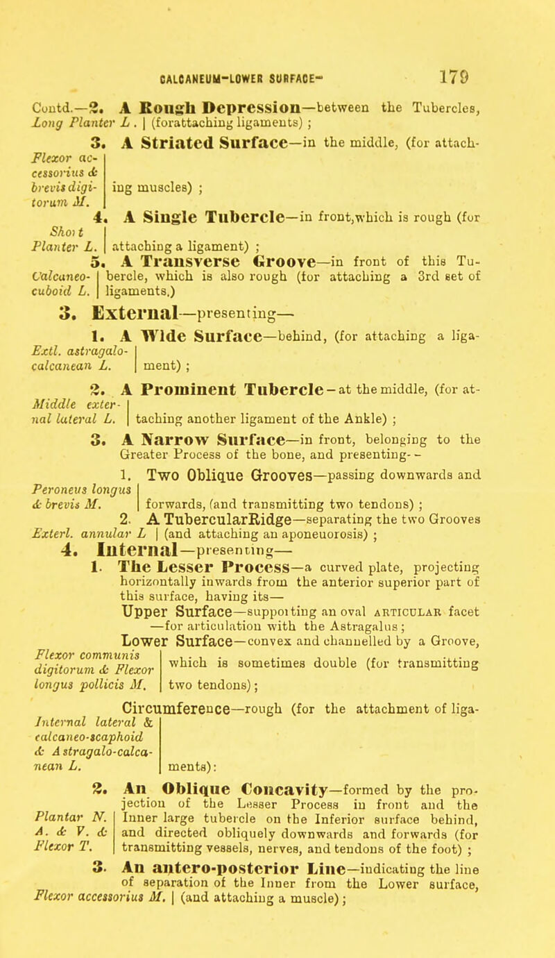iug muscles) ; A Single Tubercle—in front,which is rough (for Contd.—2. A Sough Depression—between the Tubercles, Long Planter L . | (forattaching ligaments) ; 3. A Striated Surface—in the middle, (for attach- Flexor ac- ccssorius <k brevisdigi- torum M. 4. Shot t I Planter L. \ attaching a ligament) ; 5. A Transverse Groove—in front of this Tu- Valcaneo- I bercle, which is also rough (for attaching a 3rd set of cuboid L. I ligaments.) 3. External-—presenting— 1. A Wide Surface—behind, (for attaching a liga- Extl. astragalo- I calcanean L. | ment) ; 3. A Prominent Tubercle-at the middle, (forat- Middle exter- I Jial lateral L. \ taching another ligament of the Ankle) ; 3. A Narrow Surface—in front, belonging to the Greater Process of the bone, and presenting- - 1. Two Oblique Grooves—passing downwards and Peroneus longm & brevis M. forwards, fand transmitting two tendons) ; 2. A TubercularRidge—separating the two Grooves Exterl. annular L | (and attaching an aponeuorosis) ; 4. Internal—piesentmg— 1. The Lesser Process—a curved plate, projecting horizontally inwards from the anterior superior part of this surface, having its— Upper Surface—suppoiting an oval articular facet —for articulation with the Astragalus; Lower Surface—convex and channelled by a Groove, Flexor communis , . , . .. , ,, ,, .... which is sometimes double (for transmitting two tendons); digitorum Jc Flexor longus pollicis M, Circumference- lateral & -rough (for the attachment of liga- Jnternal ealcaneo-tcaphoid it Astragalo-calca nean L. ments): 2. An Oblique Concavity—formed by the pro- jection of the Lesser Process in front and the Plantar N. Inner large tubercle on the Inferior surface behind, A. <k V. <£• and directed obliquely downwards and forwards (for Flexor T. transmitting vessels, nerves, and tendons of the foot) ; 3. An aiitero-posterior Line—indicating the line of separation of the Inner from the Lower surface, Flexor accessorius M, \ (and attaching a muscle);