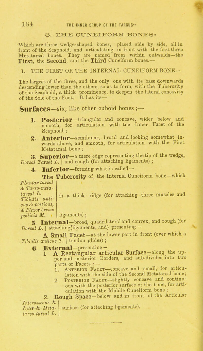 18± a. THE CUNKIFOKM BONES* Which ;ue three wedge-shaped bones, placed side by side, all in front of the Scaphoid, and articulating in front with the first three Metatarsal bones. They are named from within outwaids—the First, the Second, and the Third Cuneiform bones.— 1. THE FIRST OR THE INTERNAL CUNEIFORM BONE - The largest of the three, and the only one with its base downwards descending lower than the others, so as to form, with the Tuberosity of the Scaphoid, a thick prominence, to deepen the lateral concavity of the Sole of the Foot. It has its— Surfaces—six, like other cuboid bones ;— 1. Posterior—triangular and concave, wider below and smooth, for articulation with tne Inner Facet of the Scaphoid ; /}. Anterior—semilunar, broad and looking somewhat in- wards above, and smooth, for articulation with the First Metatarsal bone; 3. Superior—a mere edge representing the tip of the wedge, Dorsal Tarsal L, | and rough (for attaching ligaments) ; 4. Inferior—forming what is called— The Tuberosity of, the Internal Cuneiform bone—which Plantar tarsal & Tarso-meta- tarsal L. Tibialis anti- cus <£• posticus, efc Flexor brevis pollicis M. ligaments); 5. Internal—broad, quadrilateral and convex, and rough (for Dorsal L. \ attaching'ligaments, and) presenting— A Small Facet—at the lower part in front (over which a Tibialis anticus T. | tendon glides) ; 6. External—presenting- 1. A Rectangular articular Surface—along the up- per and posterior Borders, and sub-divided into two parts or Facets ;— 1. Anterior Facet—concave and small, for articu- lation with the side of the Second Metatarsal bone; 2. Posterior Facet—slightly concave and continu- ous with the posterior surface of the bone, for arti- culation with the Middle Cuneiform bone ; 2. Rough Space—below and in front of the Articular Interosseous & Jnler-&, Meta- surface (for attaching ligaments). tarso-tarsal L is a thick ridge (for attaching three muscles and