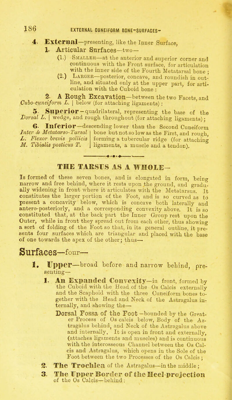 EXTERNAL CUNEIFORM BONE-SURFACES- 4. External—presenting, like the Inner Surface, 1. Articular Surfaces—two— (1.) Smaller—at the anterior and superior corner and continuous with the Front surface, for articulation with the inner side of the Fourth Metatarsal bone ; (2.) Larger—posterior, concave, and roundish in out- line, and situated only at the upper part, for arti- culation with the Cuboid bone : 2. A Bough Excavation—between the two Facets, and Cubo-cuneiform L. | below (for attaching ligaments): 5- Superior-quadrilateral, representing the base of the Dorsal L. | wedge, and rough throughout (for attaching ligaments); 6. Inferior—descending lo wer than the Second Cuneiform Inter & Metatarso- Tarsal bone but not so low as the First, and rough L. Flexor brcvis pollicis forming a tubercular ridge (for attaching M. Tibialis posticus T. ligaments, a muscle and a tendon). THE TARSUS AS A WIIOLE- Is formed of these seven bones, and is elongated in form, being narrow and free behind, where it rests upon the ground, and gradu- ally widening in front where it articulates with the Metatarsus. It constitutes the larger portion of the Foot, and is so curved as to present a concavity below, which is concave both laterally and antero-posteriorly, and a corresponding convexity above. It is so constituted that, at the back part the Inner Group rest upon the Outer, while in front they spread out from each other, thus showing a sort of folding of the Foot so that, iu its general outline, it pre- sents four surfaces which are triangular and placed with the base of one towards the apex of the other; thus— Surfaces—four— 1. Upper—broad before and narrow behind, pre- senting— 1. An Expanded Convexity—iu front, formed by the Cuboid with the Head of the Os Calcis externally and the Scaphoid with the three Cuneiform bones to- gether with the Head and Neck of the Astragalus in- ternally, and showing the— Dorsal Fossa of the Foot -bounded by the Great- er Process of Os calcis below, Body of the As- tragalus behind, aud Neck of the Astragalus above and internally. It is open in front and externally, (attaches ligaments and muscles) and is continuous with the interosseous Channel between the Os Cal- cis and Astragalus, which opens iu the Sole of the Foot between the two Processes of the Os Calcis ; 3. TllC Trochlea of the Astragalus—in the middle ; 3. The Upper Border of tlic Heel projection of the Os Calcis—behind :