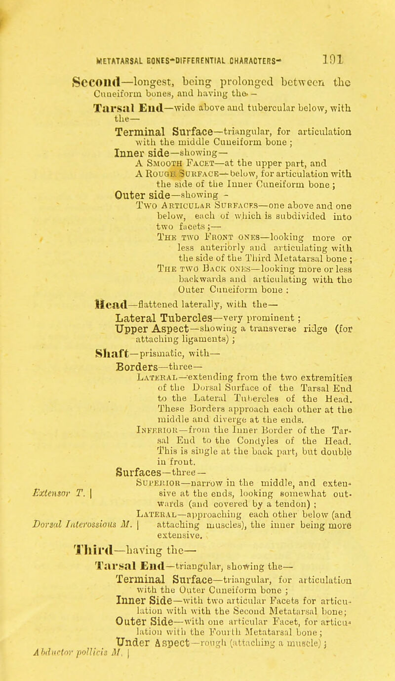 Second—longest, being prolonged between tbc Cuneiform bones, and having the. - Tarsal £lld—wide above and tubercular below, with the— Terminal Surface—triangular, for articulation with the middle Cuneiform bone ; Inner side—showing— A Smooth Facet—at the upper part, and A Rough Surface-—below, for articulation with the side of the Inner Cuneiform bone ; Outer side—showing - Two Articular Surfaces—one above and one below, each of which is subdivided into two facets ;— The two Front ones—looking more or less anteriorly and articulating with the side of the Third Metatarsal bone ; The two Back ones—lookiug more or less backwards and articulating with the Outer Cuneiform bone : Mead—flattened laterally, with the— Lateral Tubercles—very prominent ; Upper Aspect—showing a transverse ridge (for attaching ligaments) ; Shaft— prismatic, with— Borders—three— Lateral—'extending from the two extremities of the Dorsal Surface of the Tarsal End to the Lateral Tulrercles of the Head. These Borders approach each other at the middle and diverge at the ends. Inferior—from the Inner Border of the Tar- sal End to the Condyles of the Head. This is single at the back part, but double in frout. Surfaces—three — Superior—narrow in the middle, and exteu- Extensor T. | sive at the ends, looking somewhat out- wards (and covered by a tendon) ; Lateral—approaching each other below (and Dorsal laterossious 31. | attaching muscles), the inner being more extensive. Third—having the— Tarsal End—triangular, showing the— Terminal Surface—triangular, for articulation with the Outer Cuneiform bone ; Inner Side—with two articular Facets for articu- lation with with the Second Metatarsal bone; Outer Side—with one articular Facet, for articu* latiou with the Fourth Metatarsal bone; Under Aspect—rough (attaching a muscle); A bducto)' poll iris M, |