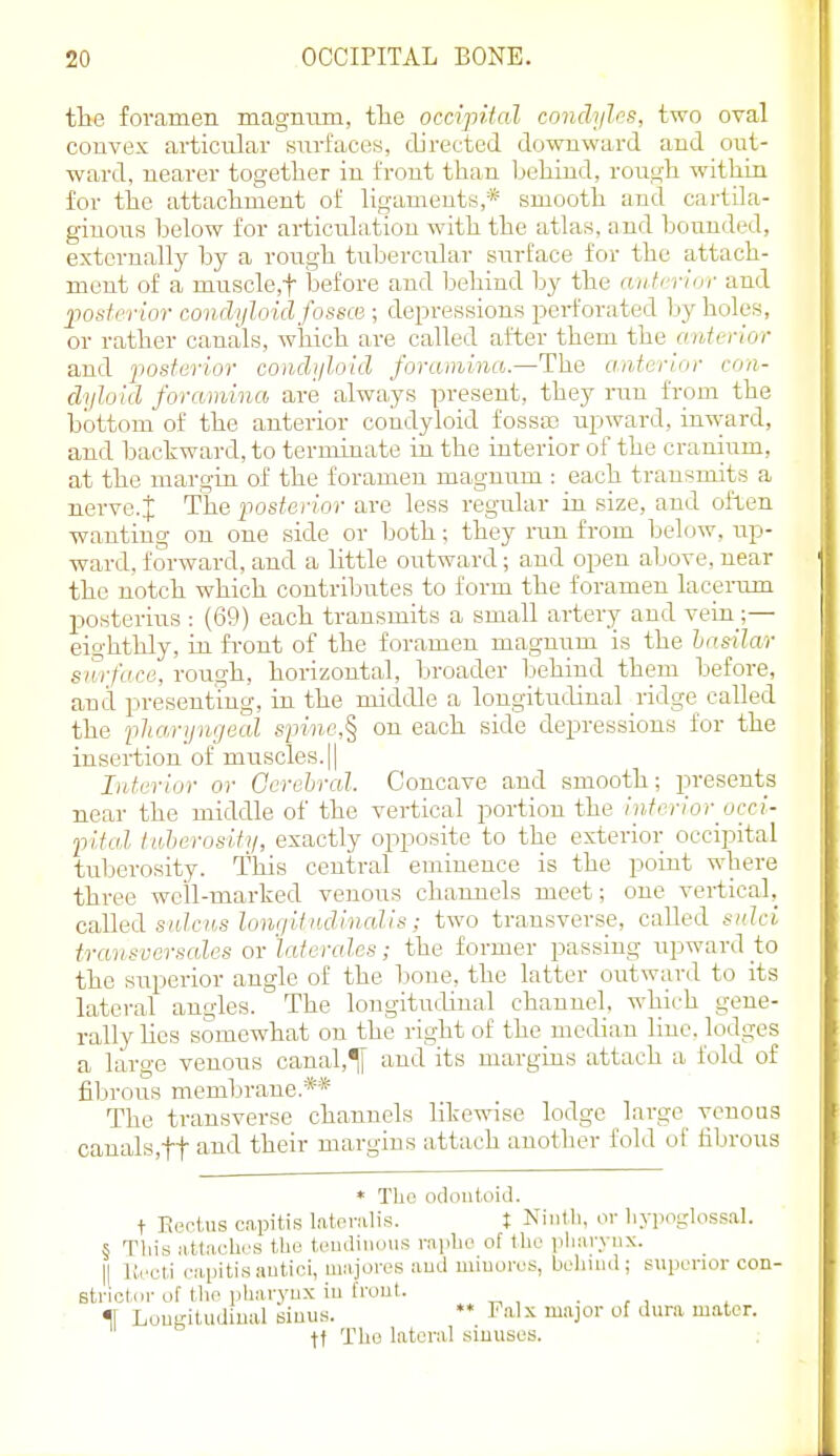 the foramen magnum, tlie occipital condyles, two oval convex articular surfaces, directed downward and out- ward, nearer together in front than Ijehiud, rough within for the attachment of ligaments,* smooth and cartila- giuous helow for articirlatiou with the atlas, and Ijounded, externally by a rough tubercular surface for the attach- ment of a muscle,t before and Ijehind by the mi tcruir and posterior condyloid fossce ; depressions perforated by holes, or rather canals, wiiich are called after them the anterior and fiosterior conchjloid foramina.—The a.nterior con- dyloid foramina are always present, they run from the bottom of the anterior condyloid fosso3 upward, inward, and backward, to terminate in the interior of the cranium, at the margin of the foramen magnum : each transmits a nerve.J The posterior are less regular in size, and often wanting on one side or Ijoth; they nm from below, up- ward, forward, and a little outward; and open above, near the notch which contriljutes to form the foramen laceinim posterius : (69) each transmits a small artery and vein ;— eighthly, in front of the foramen magnum is the Insilar sitrface, rough, horizontal, broader behind them before, and presenting, in the midiUe a longitudinal ridge called the filia/rijujjeal spine,^ on each side depressions for the insertion of muscles. || Interior or Cerebral. Concave and smooth; presents near the middle of the vertical portion the interior occi- pital tuherosity, exactly opposite to the exterior occipital tuberosity. This central eminence is the point where three well-marked venous channels meet; one vertical, caMed sulcus lonfiitudincdis; two transverse, called sulci transversales or latercdes; the former passing upward to the superior angle of the bone, the latter outward to its lateral angles. The longitudinal channel, which gene- rally lies somewhat on the right of the median Hue, lodges a large venous canal,T[ and its margins attach a fold of fibrous membrane.** The transverse channels likewise lodge large venous canals,tt and their margins attach another fold of fibrous * Tho odontoid, t Eentus capitis latemlis. t Nintli, or liypoglossal. 5 This M.tt.iclirs the tcnidininis rnplie of the iiharyiix. |[ Urcti i-apiti.sautici, majoros aud luiuoivs, behind; superior con- strictor of tlie pharynx in front. . , , f Longitudinal sinus. •* Falx major of dura mater, tf The lateral sinuses.