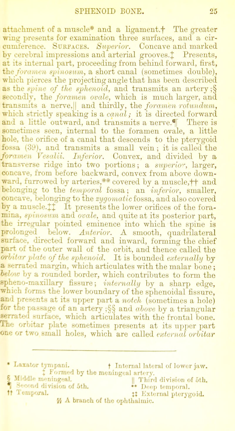 attachment of a muscle* and a Ligament.f The greater wing presents for examination three surfaces, and a cir- cnuiference. Surpaces. Siiperior. Concave and marked by cerebral impressions and arterial grooves.4! Presents, at its internal part, proceeding from behind forward, first, the joraiiieit spinoston, a short canal (sometimes double), which pierces the projecting angle that has been described as the &ptne of the sphenoid, and transmits an artery ;§ secondly, the foramen ovale, which is much larger, and transmits a nerve,|| and thirdly, the foramen roiundum, which strictly speaking is a canal; it is directed forward and a little outward, and transmits a nerve.^ There is sometimes seen, internal to the foramen ovale, a little hole, the orifice of a canal that descends to the pterygoid fossa (3S;'), and transmits a small vein; it is called the foramen Vesalii. Inferior. Convex, and divided by a transverse ridge into two jDortions; a superio-; larger, concave, from before backward, convex from above down- ward, furrowed by arteries,** covered by a muscle,ff and belonging to the temporal fossa; an inferior, smaller, concave, belonging to the zygomatic fossa, and also covered by a mu-scle-^^; It presents the lower orifices of the fora- mina, sfiinosi.i.ra and ovale, and Cjuite at its posterior part, the irreirnlar pointed eminence into which the spine is prolonged below. Anterior. A smooth, quadrilateral snriace, directed forward and inward, forming the chief part of the outer wall of the orbit, and thence called the cirhitar plate of the sphenoid. It is bounded externally by a serrated margin, which articulates with the malar bone; helw: by a rounded border, which contribi;tes to form the spheno-ma.rillary fissure; internally by a sharp edge, ■which forms the lower boundary of the sphenoidal fissure, and presents at its upper part a notch (sometimes a hole) for the pas.nage of an artery ;§§ and alove by a triangular serrated surface, which articulates with the frontal bone. The orbitar plate sometimes presents at its u])[)cr part one or two small holes, which are called exfcrnaL orbitar * I.axator ti-njparii. t Intorrjal lateral of lower jaw. X Korrnwl by the mcuiiigoal artery. S Mi'-lfllf meningeal. || 'I'liird diviHion of .01 li. *] Seeorifl fli vision of .0th. •* I)eep temporal, tr 'I'femporal. jj lO.xlertiiil plurygoid. }■} A branch of tho oplithttlmic.