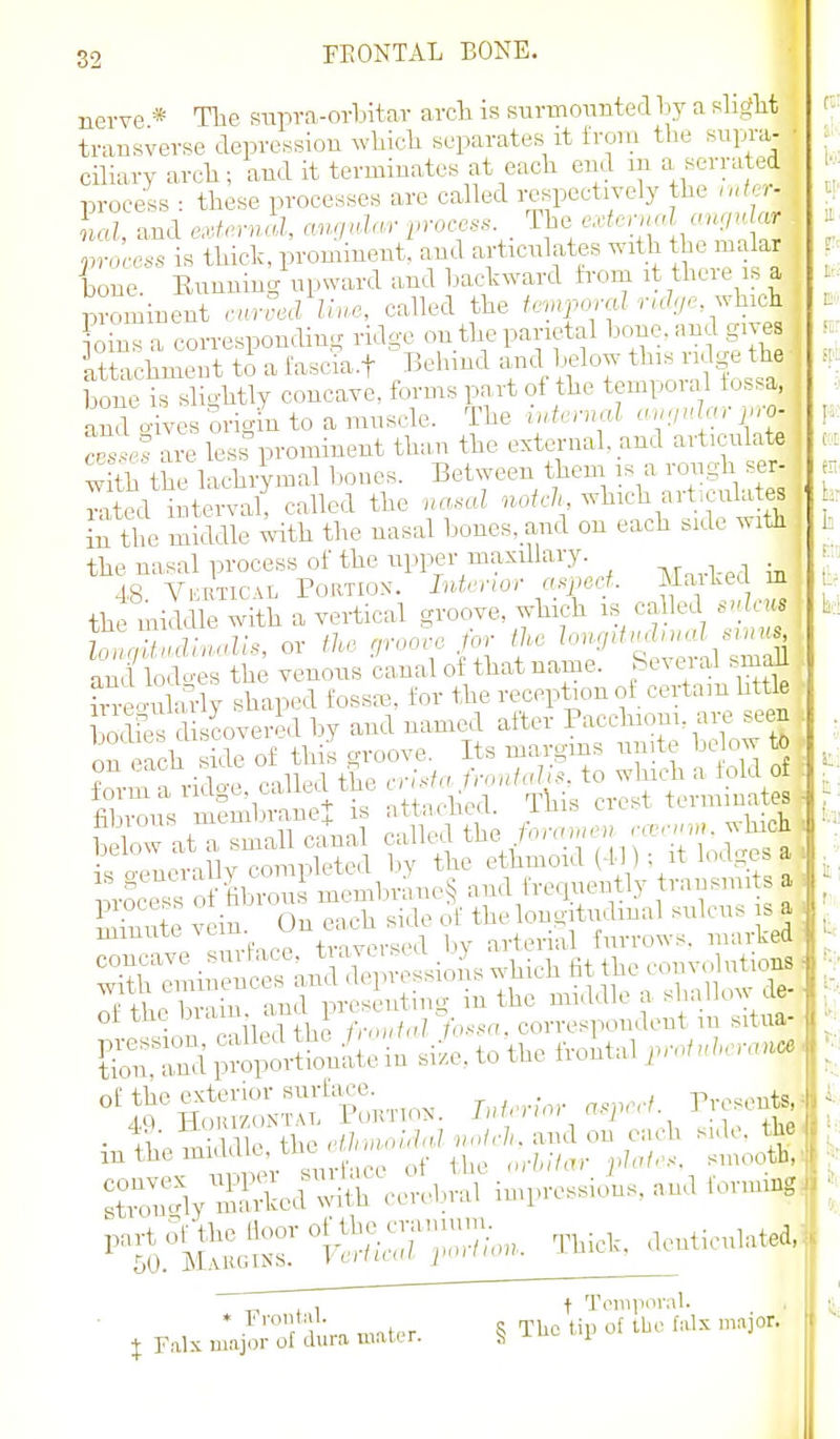 nerve * The snpra-orbitav arch is surmonnted by a slight transverse depression which separates it from the supra- ciliary arch; and it terminates at each end m a serrated proceis : these processes are called respectively the ndcr- 2}roccss is thick, prominent, and articulates with the malar bone. Eunning upward and backward from it there is a prominent curved liu.e, called the fevqn_,ml ridge, ?oins a corresponding ridge on the parietal heme, and give ittachment to a fascia-f Behind and below this ridge the bone is slightly concave, forms part of the temporal tossa, and XesSrigintoamuscle. The internal auguJar jn-o- cesti are less prominent thn,n the external, and articulate , with the lachrymal bones. Between them .s a rough ser- ™ted interval; called the nasal uo/J), which articnlutes in the middle ;ith the nasal bones, and on each side with the nasal process of the upper maxillary. 48 Vki tical Portion. Interior a^peet. Mai Led m the mi Idk with a vertical groove, which is called sidcus | Z,Uadinolis, or the grooeo /or the ^oy^^'^^^dsi^ and lodo'es the venous canal of that name. Se. ei al sma^ kTe-uWly shaped fossas, for the reception ot certain little piuf.^. sKlepl- tbe lougitiidmal miIcai^ s a t Teiniioral. * -^'''r mattT ? TUc tip of the f;ilx major. J Falx major of dura matt r. i II