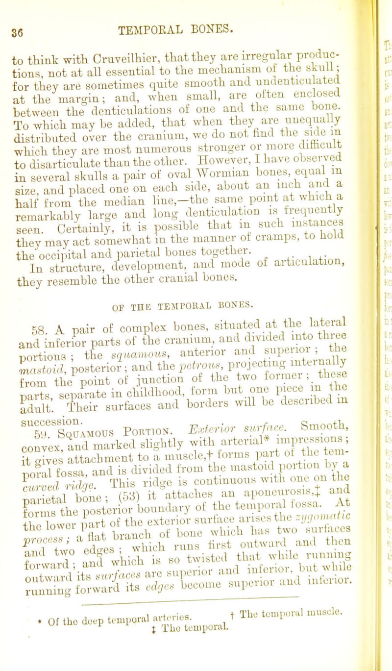 to think with Cruveilhler, that they are irregular produc- tions, not at all essential to the mechanism ot the skull; for they are sometimes quite smooth and uudenticu atecl at the margin; and, when small, ai;e olten enclosed between the denticulations of one and the same bone. To which may be added, that when they are unequally distributed over the cranium, we do not find the side m which they are most numerous stronger or more ditiicult to disarticulate than the other. However, I have observed in several skulls a pair of oval Wormian bones, equal m size, and placed one on each side, about an inch and a half from the median line,-the same point at which a remarkably large and long denticulation is frequently seen. Certainl|, it is possible that m such instanc they may act somewhat in the manner oi cramps, to hold the occipital and parietal bones together. In stmcture, development, and mode of articulation, they resemble the other cranial bones. OF THE TElirORAL BONES. 58. A pair of complex bones, situate^! at the lateral and inferior parts of the cranium, and divided into thi portions ; the squamous, anterior and superior ; the WoS posterior ; and the petro.s projecting interna ly ^om the point of junction of the two former ; the e parts separate in childhood, form but one piece in the Llult. Their surfaces and borders will be described m 'TrSQUUious PoBTioN. ExterioT smiace. Smooth, convex and marked slightly with arterial* ^TtrZ: nrves attachment to a muscle,t forms part of the tem- tnU fossa and is divided from the mastoid portion by a poiai lossa ' continuous with one on the ™fnl'£ aponeurosis,! and Form te po tWoi bouu of the temponxl fossa. At tonus I'^e pos^^ , , g^tcrior surface arises the -ij.jomalK the lower pait of the cxtu ^^^^ ^^^^^^ process; ^ A^^^^'^Xich runs first outward and then and two ^'if^ .J^^^o twisted that while running • Of tUo deep temporal artei-ios. t X TUo touipor;u. The temporal muscle.