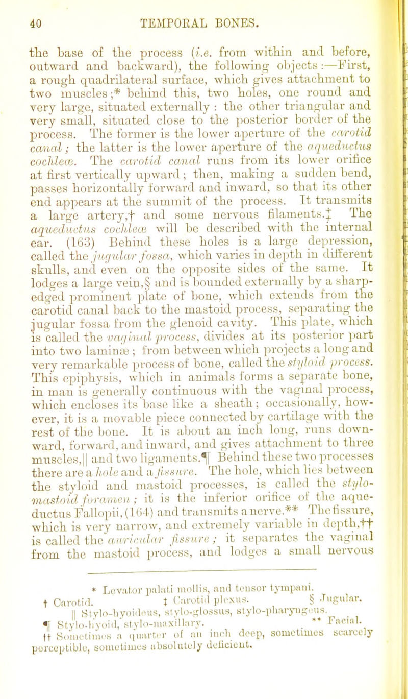 tlie base of the process {i.e. from witlain and before, outward and backward), the following objects :—First, a rough quadrilateral surface, which gives attachment to two muscles ;* behind this, two holes, one round and very large, situated externally : the other triangular and very small, situated close to the posterior border of the process. The former is the lower aperture of the carotid canal; the latter is the lower aperture of the aqaedncius cochlece. The carotid canal runs from its lower orifice at first vertically iipward ; then, making a sudden bend, passes horizontally forward and inward, so that its other end appears at the summit of the process. It transmits a large artery,t and some nervous filaments.! The aquedtictns cochlea} will be described with the internal ear. (163) Behind these holes is a large depression, called fhe Jugular fossa, which varies in depth in different skulls, and even on the opposite sides of the same. It lodges a large vein,§ and is bounded externally by a sharp- edged prominent plate of bone, which extends fi-om the carotid canal back to the mastoid process, separating the jugular fossa from the glenoid cavity. This plate, which is called the vaginal proces.'<, divides at its posterior part into two laminaj; from between which projects a long and very remarkable process of bone, called the process. This epiphysis, which in animals forms a separate bone, in mau is generally continuous with the vaginal process, which encloses its base like a sheath; occa.sionally. how- ever, it is a movable piece connected by cartilage with the rest of the bone. It is about an inch long, runs down- ward, forward, and inward, and gives attachment to three mirscles.ll andtwoligamonts.lf Behind these two processes there are a hole and a Jissiiru. The hole, which lies between the styloid and mastoid processes, is called the stylo- mastoid foravhoii.; it is the inferior orifice of the aque- ductusFallopii.(lti4) and transmits a nerve.** Thefissure, V which is very narrow, and extremely variable in depth.ft is called the anricidar fissure ; it separates the vaginal from the mastoid process, and lodges a small nervous * Leval.ur p.alali im'lliM, and U'usor tympaiii. t Cavotia. t ('.trotia ploxii.-^. § .Tiipular. II ,Slvlo-liyi)ia.'US, stvli)-t,'lossus, slylo-pUarj-ugi'iis. f Stylo-liyoiil.'.-ilylo-iuiixillary. . ** Facial, tt Siniielimrss a ifiiart.T of an inrli (loop, sometimes scarcely perceptible, sometimes absolutely delicieul. II