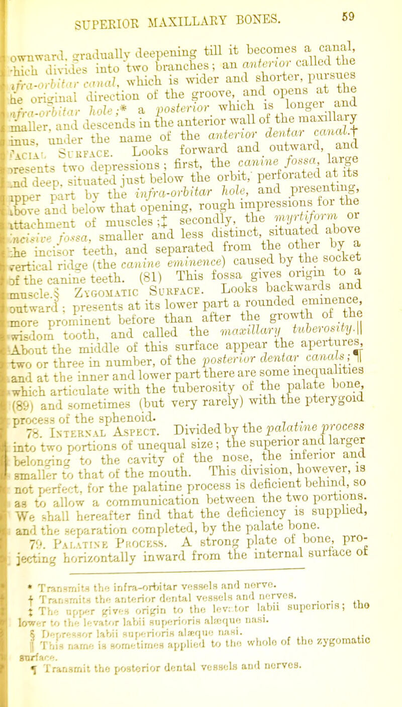 1 liTillv apeiienino- till it becomes a canal, TSi^t^^- S^Ses; an a..terior called the ...oS. which is wider and Bhorter, pursues original direction of the groove and opens at the ,o7hitnr hole-* a posterior which is longer and iS ' n dlcemls in 4e anterior wall of the ma^ ary f under the name of the anterior dentar canal.f ,1, Sl bface. Looks forward and_ outward and .<ents two depressions ; first, the canine fossa large deep situated just below the orbit,' perforated at its .;,er p^ar^ by the i.^ra-oMtar hole, and presenting ,ve and below that opening, rough impressions fo the -:.hment of muscles;: secondly, the myrt^ifoi m or ■:<Wr,.v.a, smaller and less distinct, situated above . incisor teeth, and separated from the other by a tical ridcre (the canine eminence) caused by the socket . the canine teeth. (81) This fossa gives origin to a .cle$ Zygomatic Surface. Looks backwaids and -ward ; presents at its lower part a rounded eminence prominent before than after the growth of the -'lorn tooth, and called the maxillary tuberosity.\\ -,ut the middle of this surface appear the apertures, . or three in number, of the posterior dentar canals ; 1 at the inner and lower part there are some inequalities ,vhich articulate with the tuberosity of the palate bone (89) and sometimes (but very rarely) with the pterygoid proceas of the sphenoid. ,i , ^ 78 Intern- vl Aspect. Divided by the palatine process into two portions of unequal size; the superior and larger belon-nnc; to the cavity of the nose, the inferior and . smaller to that of the mouth. This division, however, is not r^rffct. for the palatine process is deficient behind, so as to allow a communication between the two portions. We shall hereafter find that the deficiency is supphed, and the separation completed, by the palate bone. 70. Pu.-.TiNE Phocess. a strong plate of bone, pro- jecting horizontally inward from the internal surface ot * Tranwiits the irifra-or+>iter vessels and nerve. + Transmits the anterior dental vessels and iieryns. X The upper ynv-^ orijrin to the lev: tor labii supenoris, tho lower to the levator laVjii siiperions ahcque nasi. 8 fiepressor labii supenoris ah-eque nasi. I This name is sometimes applied to the whole of the /.ygomatic Borfare. ^ Transmit the postorior dental vessels and nerves.