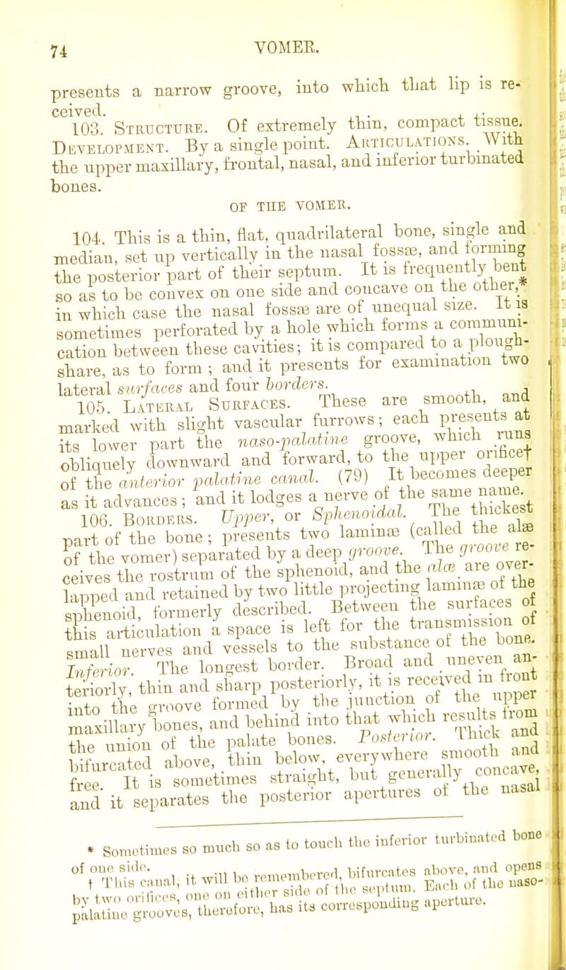 presents a narrow groove, into which that lip is re- 103' Structure. Of extremely thin, compact tissue. Development. By a single point. AaTicuL.vrioss With the npper maxillary, fi-ontal, nasal, and inierior turbmated bones. or THE VOMER. 104 This is a thin, flat, quadrilateral bone, single and .' median, set up vertically in the nasal fossaj, and forinmg the posterior part of their septum. It is frequently bent so as to be convex on one side and concave on the other,* in which case the nasal foss;i3 are of unequal size. It 8 sometimes perforated by a hole which forms a commrmi- cation between these cavities; it is compared to a plough- share, as to form ; and it presents for examination two lateral surfaces and four borders. 105 L-vTEEAi. SuREACES. These are smooth, and marked with slight vascular fiirrows; each presents^at its lower part the naso-jMme groove, which luna obliquely downward and forward, to the upper orificef oi X anterior palatine canal. (79) It becomes deeper as S ad v'Lces ; Ind it lodges a nerve of the same naiue 106. Borders. Upper, ov Splu-noidal. The t iickest T)art of the bone ; presents two lammaj (culled the alffl of the vomer) sepamted by a deep groove The groove re- ceiv^tie ro.stram of the sphenoid, and the are over- la 3ped and retained by two little ,n-ojectiug lamino3 of the Shenoid? formerly described. Between the surfaces of Xs articulation a space is left for the tvansniission of small nerves and vessels to the substance of the bone. Sor The longest border. Broad and uneven an- the union or uiu. i evervwhere smooth and and it separates the posterior apertures of the nasal . Sometimes so nuicb so as to touch tbo inferior turbinated bone °V T,:i^'e;,.na,, it will ''O -.^ere,| bi^rcat^ ^^l^^^X^ ,1.