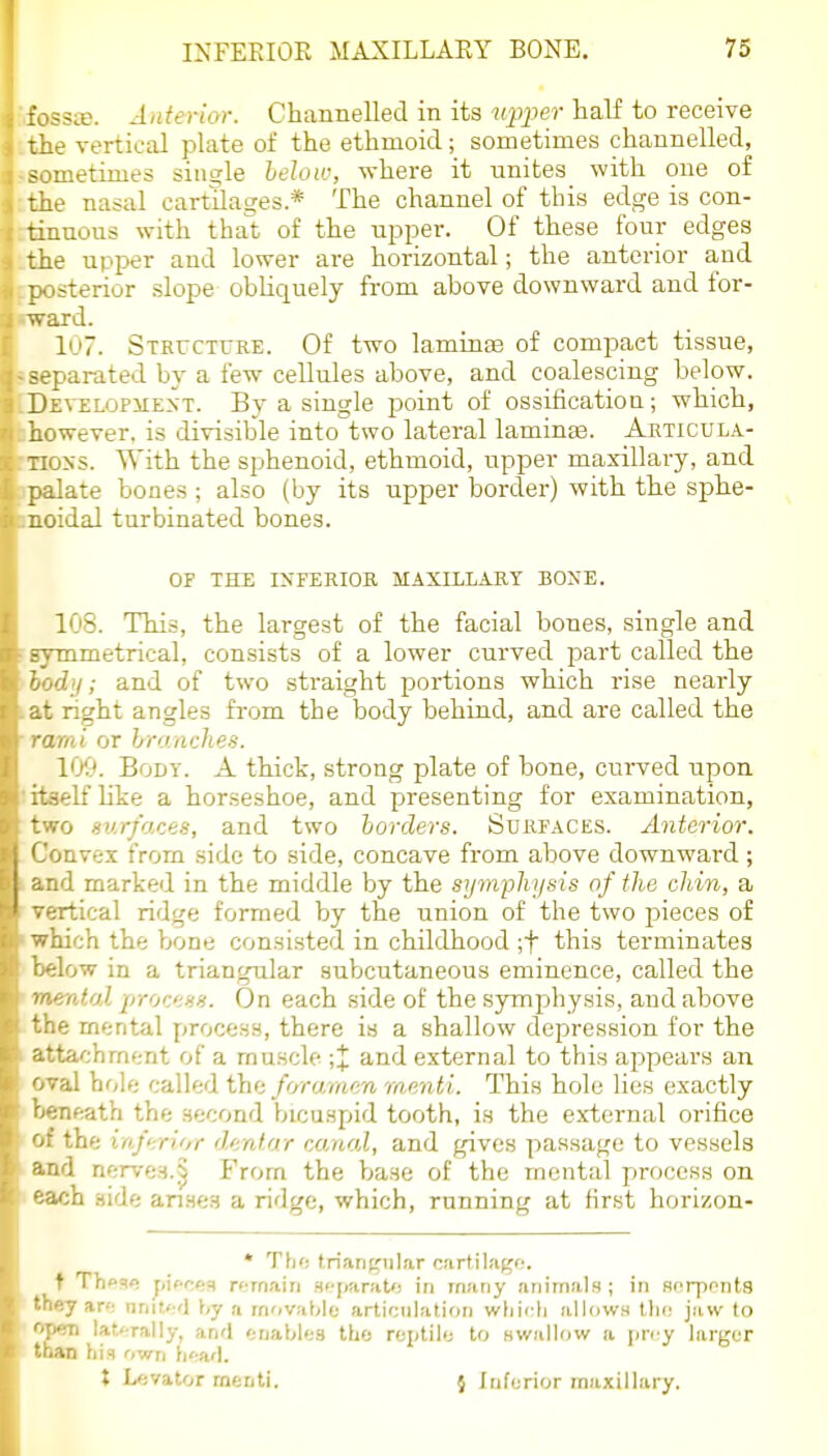 ?sa}. Anterior. Channelled in its up2ier half to receive : le vertical plate of the ethmoid; sometimes channelled, metimes sins;le below, where it unites with one of me nasal cartilages* The channel of this edge is con- tinuous with that of the upper. Of these four edges the upper and lower are horizontal; the anterior and posterior slope obUciuely from above downward and for- ward. Iu7. SxRCCTrRE. Of two laminae of compact tissue, separated by a few cellules above, and coalescing below. DEVELOPiiEXT. By a single point of ossificatioa; which, however, is divisible into two lateral laminae. Akticula- Tioss. With the sphenoid, ethmoid, upper maxillary, and palate bones ; also (by its upper border) with the sphe- noidal turbinated bones. OF THE IKFERIOR MAXILLARY BONE. 108. This, the largest of the facial bones, single and ^gymmetrical, consists of a lower curved part called the hod'j; and of two straight portions which rise nearly :at right angles from the body behind, and are called the ■rami or hranches. 109. Body. A thick, strong plate of bone, curved upon ' itself like a horseshoe, and presenting for examination, two surfaces, and two borders. Surfaces. Anterior. Convex from side to side, concave from above downward; i and marked in the middle by the symphysis of the chin, a  vertical ridge formed by the union of the two pieces of • which the bione consisted in childhood ;t this terminates below in a triangular subcutaneous eminence, called the ■ mental proceHH. On each side of the symphysis, and above the mental process, there is a shallow depression for the attachment of a muscle and external to this appears an OTal hole called the foro/raen menti. This hole lies exactly beneath the second bicuspid tooth, is the external orifice of the inferior dentor co/aal, and gives passage to vessels and nerves.^ From the Vjase of the mental pjroccss on each aide arises a ridge, which, running at first horizon- * Th(! trian^ilar cartilafjf. f Tlieao jiicoes remain H> [AraU) in many animals ; in sorponts they ar<; nriit,<rd \,y a movable articulation wljicli allows tlio jaw to rlat,<:rally, an'l enables tbo roptilo to Hwallow a pn^y larger his own ii':a'l. t Levator menti. } lufcrior maxillary.