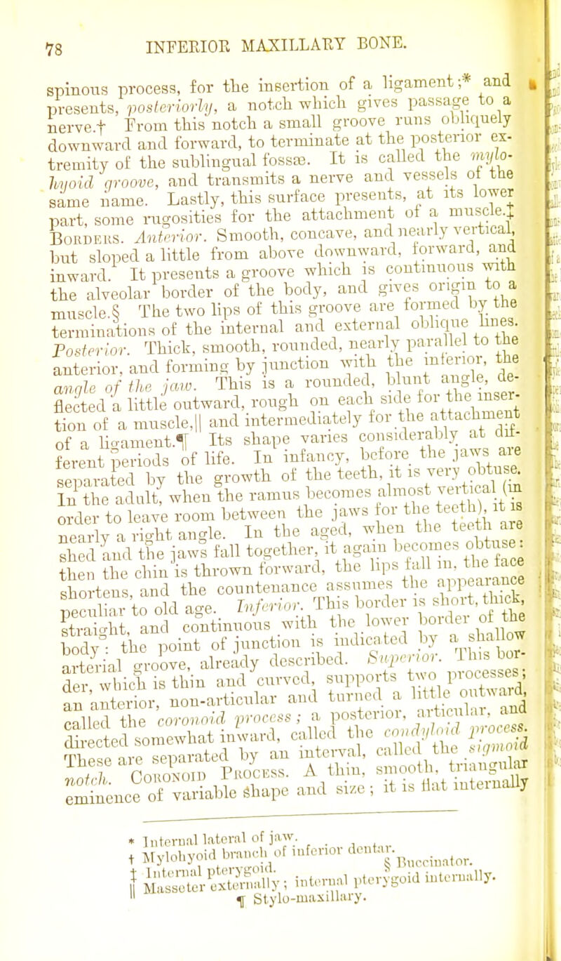spinous process, for tlie insertion of a ligament ;* and | presents, vosleriorly, a notch winch gives passage to a nerve t From this notch a small groove runs obhquely downward and forward, to terminate at the posterior ex- tremity of the sublingual fossa3. It is caUed the inyh- Immid Groove, and transmits a nerve and vessels ot tHe ^ same name. Lastly, this surface presents, at its lower part, some i-ugosities for the attachment of a muscle + BoRDEUS. Antpvior. Smooth, concave, and nearly veTticai, but sloped a little from above downward, torward, and inward. It presents a groove which is continuous with the alveolar border of the body, and gives origin to a muscle.S The two hps of this groove are formed by the Terminations of the internal and external obhqne hnes Tosievm: Thick, smooth, rounded, nearly parallel to the anterior, and forming by junction with the inlenor, the anale of fhc jaw. This is a rounded, blunt angle, de- flect d 'a tie outward, rough on each side for the inser- tion of a muBclcll and intermediately fo>-.«^«-^hment of a Ucrament.lf Its shape varies considerably at dif- ferent periods of life. In infancy, before the jaws are sepTra ed by the growth of the teeth, it is very obtuse. Tu' he adult^henther order to leave room between the jaws or the teeth) it iB nearly a rWU angle. In the aged, when the teeth are sh d and the jaws fall together it again becomes obtiise then the chin is thrown forward, the hps fall ^J^- f^ce shortens and the countenance assumes tl e appeaiance p cul^ to old age. Ivfrrior. This border is short, thick ?tiight, and continuous with the .lower border o th^ ^?£^^rra»^^^^^^^^ called the <-oro.n«« fvocess; a posterior, articular, and Sedtmewhatinlard, called the .0, J P>-o ■ eminence of variable ^hape and siz.e ; it is flat mtcmaily • hiteraal lateral of jaw, t Mylohynid biwh of mfenor ^^™t.u.^^_^^.^^^^^_ }^r;:l'ex;^^?y;iU™U...ev^Soidintor.^^^^^  ^ Stylo-maxiUary.