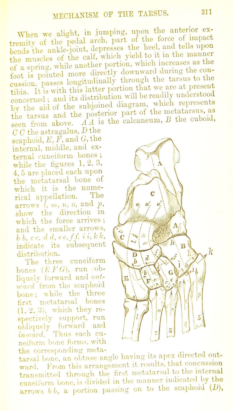 When we ali^rht, in .iumping, xipon the anterior ex- tremitv oT the pedd arch, part of the force of impact ben^l' ke ankle-ioint, depresses the heel, and tells npon the muscles of the calf, which yield to it in the manner of aTprin.. while another portion, which increases as the foot is pointed more directly downward during the con- ion msses longitudinally through the tarsus to the it^'^Xth thi^s latter portion that we are at present conc;m d ; and its distribution will be readdy understood bv thT aiciof the subjoined diagram which represents he tarsus and the posterior part of tl-Bietai.ii-sus as seen from above. A A is the calcaneum, h the cuboid, C C the astragalus, B the scaphoid, E, F, and G, the internal, middle, and ex- ternal cuneiform bones ; while the figures 1, 2, 3, 4, 5 are placed each upon the metatarsal bone of -which it is the nume- rical appellation. The arrows I, m, n, o, and p, show the direction in •which the force arrives ; and the smaller arrows, hb, cc, d d,ee.ff, H, hh, indicate its subsequent distribution. The three cuneiform bones (KFG), run ob- liquely forward and out- irord'irorn the scaphoid bone; v.hile the three first metatarsal bones (1, 2, Z), which they re- f5j>ective!y support, run obliquely forward and intrard. Thus each cu- neiforrri bone forins, with the corresponding rneta- . v i i i. tarsal bone, an obtuse angle having its apex directed out- ward. From this arrangement it results, that concussioa transmitted through the f.rst n,etatarsal to tlu; internal CTineiforrn bone, is divided in the manner uulicated l,y the arrow.H hh, a portion passing on to the scaphoid [JJ),