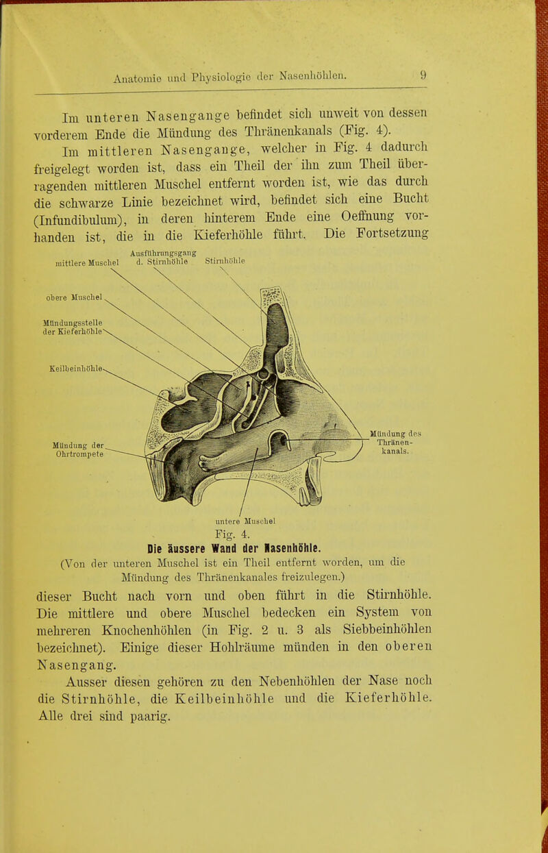 Im unteren Nasengange befindet sich unweit von dessen vorderem Ende die Mündung des Thränenkauals (Fig. 4). Im mittleren Nasengange, welcher in Fig. 4 dadurch freigelegt worden ist, dass ein Theil der ihn zum Theil über- ragenden mittleren Muschel entfernt worden ist, wie das durch die schwarze Linie bezeichnet wird, befindet sich eine Bucht (Infundibulum), in deren hinterem Ende eine Oeffnung vor- handen ist, die üi die Kieferhöhle führt. Die Fortsetzung AusfUhrimgsgang mittlere Muschel d. Stinihöhle Stinihühle Mündung des Thränen- kanals. untere Muschel Fig. 4. Die äussere Wand der Rasenhöhle. (Von der unteren Muschel ist ein Theil entfernt worden, um die Mündung des Thränenkanales freizulegen.) dieser Bucht nach vorn und oben fühlet in die Stirnhöhle. Die mittlere und obere Muschel bedecken ein System von mehreren Knochenhöhlen (in Fig. 2 u. 3 als Siebbeinhöhlen bezeiclmet). Einige dieser Hohlräume münden in den oberen Nasengang. Ausser diesen gehören zu den Nebenhöhlen der Nase noch die Stirnhöhle, die Keilbeinhöhle und die Kieferhöhle. Alle drei sind paarig.