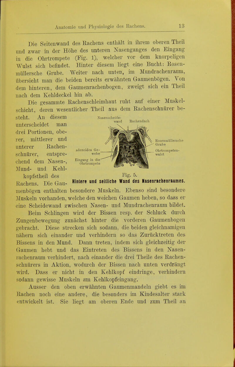 Die Seitenwand des Rachens enthält in ihrem oberen Theil und zwar in der Höhe des unteren Nasenganges den Eingang in die Ohrtrompete (Fig. 1), welcher vor dem knorpeligen Wulst sich befindet. Hinter diesem liegt eine Bucht: Rosen- müllersche Grube. Weiter nach unten, im Mundrachenraum, übersieht man die beiden bereits erwähnten Gaumenbögen. Von dem hinteren, dem Gaumenrachenbogen, zweigt sich ein Theil nach dem Kehldeckel hin ab. Die gesammte Rachenschleimhaut ruht auf einer Muskel- schicht, deren wesentlicher Theil aus dem Rachenschnürer be- steht. An diesem Nasenscheide- Mund- und Kehl- ™ kopfstheil des ^^S- 5. Rachens Die Gau- Hintere und seitliche Wand des Hasenrachenraumes. menbögen enthalten besondere Muskeln. Ebenso sind besondere Muskeln vorhanden, welche den weichen Gaumen heben, so dass er eine Scheidewand zwischen Nasen- und Mundrachenraum bildet. Beim Schlingen wird der Bissen resp. der Schluck durch Zungenbewegung zunächst hinter die vorderen Gaumenbogen gebracht. Diese strecken sich sodann, die beiden gleichnamigen nähern sich einander und verhindern so das Zurücktreten des Bissens in den Mund. Dann treten, indem sich gleichzeitig der Gaumen hebt und das Eintreten des Bissens in den Nasen- rachenraum verhindert, nach einander die drei Theile des Rachen- schnürers in Aktion, wodurch der Bissen nach unten verdrängt wird. Dass er nicht in den Kehlkopf eindringe, verhindern sodann gewisse Muskeln am Kehlkopfeingang. Ausser den oben erwähnten Gaumenmandeln giebt es im Rachen noch eine andere, die besonders im Kindesalter stark entwickelt ist. Sie liegt am oberen Ende und zum Theil an unterscheidet man drei Portionen, obe- rer, mittlerer und unterer Rachen- schnüi^er, entspre- chend dem Nasen-, Eingang in die Ohrtroiniiete adenoides Ge- webe BoseniüilUersclie Grube Obrti-ompeten wulst