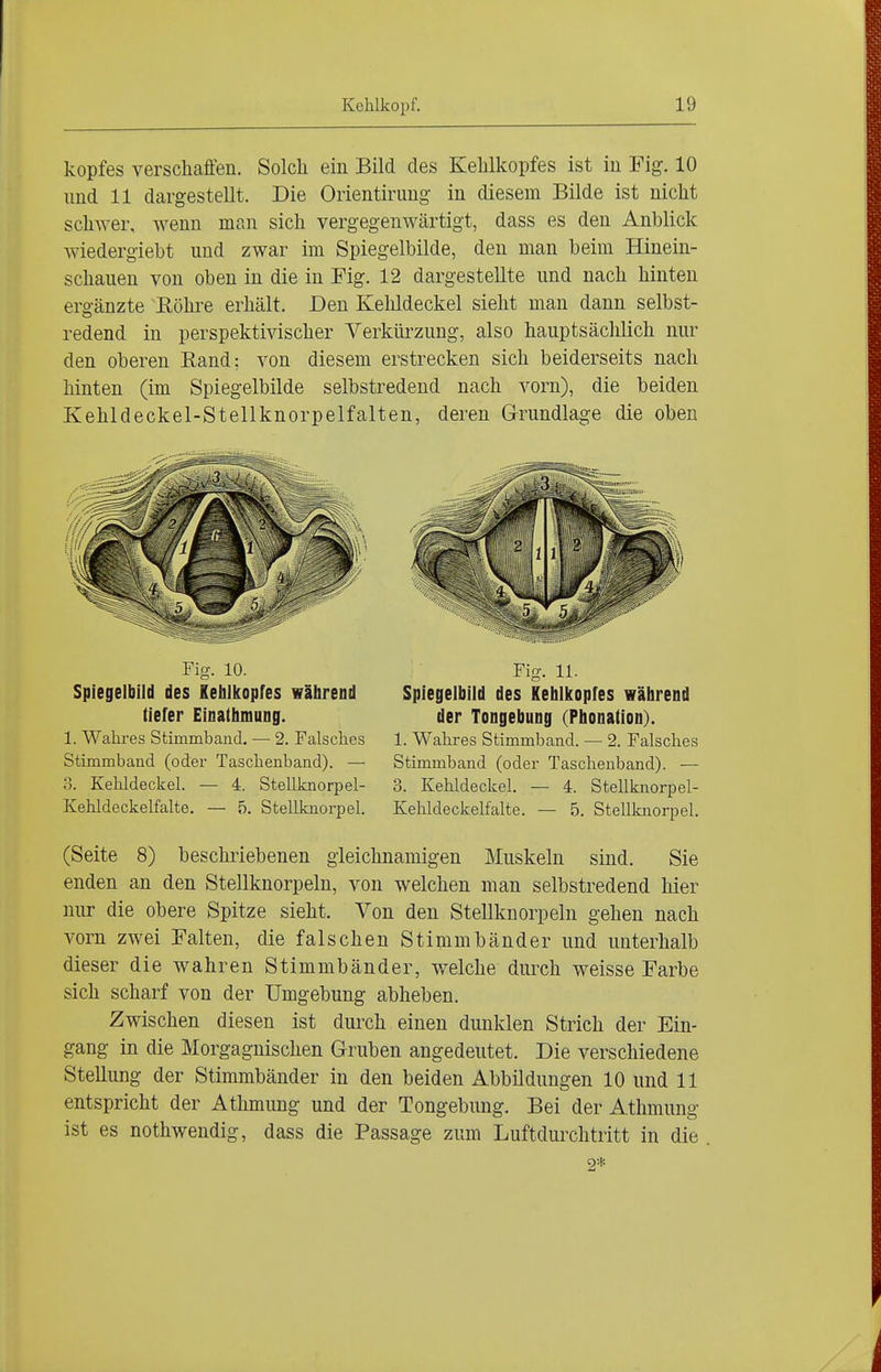 kopfes verschaffen. Solch ein Bild des Kehlkopfes ist in Fig. 10 und 11 dargestellt. Die Orientiruug in diesem Bilde ist nicht schwer, Avenn man sich vergegenwärtigt, dass es den Anblick wiedergiebt und zwar im Spiegelbilde, den man beim Hinein- schauen von oben in die in Fig. 12 dargestellte und nach hinten ergänzte Eöhre erhält. Den Kehldeckel sieht man dann selbst- redend in perspektivischer Verkürzung, also hauptsächlich nur den oberen Eand: von diesem erstrecken sich beiderseits nach hinten (im Spiegelbilde selbstredend nach vorn), die beiden Kehldeckel-Stellknorpelfalten, deren Grundlage die oben Fig. 10. Spiegelbild des Kehlkopfes während tiefer Einathmung. 1. Wahres Stimmband. — 2. Falsches Stimmband (oder Taschenband). — 3. Kehldeckel. — 4. Stellknorpel- Kehldeckelfalte. — 5. Stellknorpel. Fig. 11. Spiegelbild des Kehlkopfes während der Tongebung (Phonation). 1. Wahres Stimmband. — 2. Falsches Stimmband (oder Taschenband). — 3. Kehldeckel. — 4. Stellknorpel- Kehldeckelfalte. — 5. Stellknorpel. (Seite 8) beschriebenen gleichnamigen Muskeln sind. Sie enden an den Stellknorpeln, von welchen man selbstredend hier nur die obere Spitze sieht. Von den Stellknorpeln gehen nach vorn zwei Falten, die falschen Stimmbänder und unterhalb dieser die wahren Stimmbänder, welche durch weisse Farbe sich scharf von der Umgebung abheben. Zwischen diesen ist durch einen dunklen Strich der Ein- gang in die Morgagnischen Gruben angedeutet. Die verschiedene Stellung der Stimmbänder in den beiden Abbildungen 10 und 11 entspricht der Athmung und der Tongebung. Bei der Athmung ist es nothwendig, dass die Passage zum Luftdui'chtritt in die 2*