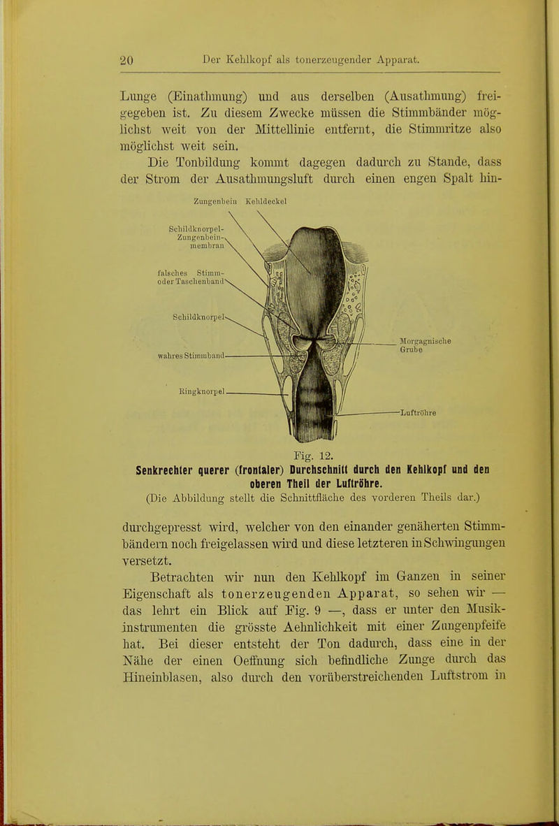 Limge (Einathmung) und aus derselben (Ausathmuug) frei- gegeben ist. Zu diesem Zwecke müssen die Stimmbänder mög- lichst weit von der MitteUinie entfernt, die Stinunritze also möglichst weit sein. Die Tonbildung kommt dagegen dadurch zu Stande, dass der Strom der Ausathmungsluft durch einen engen Spalt hin- Zungenliein Kelildeokel Sdiildknorpel- Zungonbeiii-^ iiiembran falsches Stiinin- oderTascheiihaiiil Schildknorpel' wahres Stimrabaiid Ringknoipel Morgagnische Grube Luftröhre Fig. 12. Senkrechter querer (frontaler) Durchschnitt durch den Kehlkopf und den oberen Theii der Luftröhre. (Die Abbildung stellt die Schnittfläche des vorderen Theils dar.) durchgepresst wird, welcher von den einander genäherten Stimm- bändern noch freigelassen wird und diese letzteren inSchT^öngungen versetzt. Betrachten wir nun den Kehlkopf im Ganzen in seiner Eigenschaft als tonerzeugenden Apparat, so sehen wir — das lehrt ein Blick auf Eig. 9 —, dass er unter den Musik- instrumenten die grösste Aehnlichkeit mit einer Ztmgenpfeife hat. Bei dieser entsteht der Ton dadurch, dass eine in der Nähe der einen Oeffnung sich befindliche Zunge durch das Hineinblasen, also durch den vorüberstreichenden Luffcstrom in
